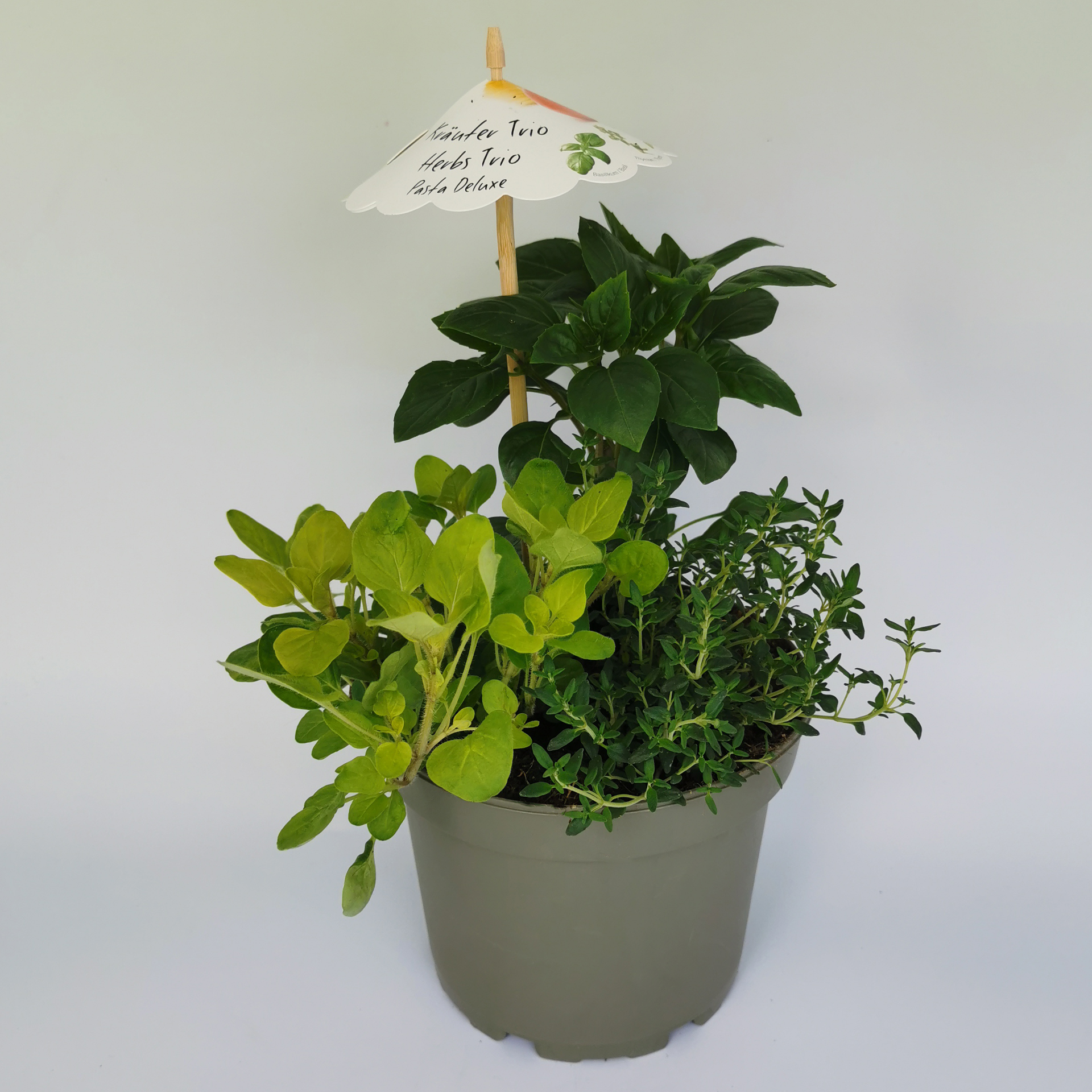 Kräuter-Trio 'Pasta Deluxe', 15cm Topf