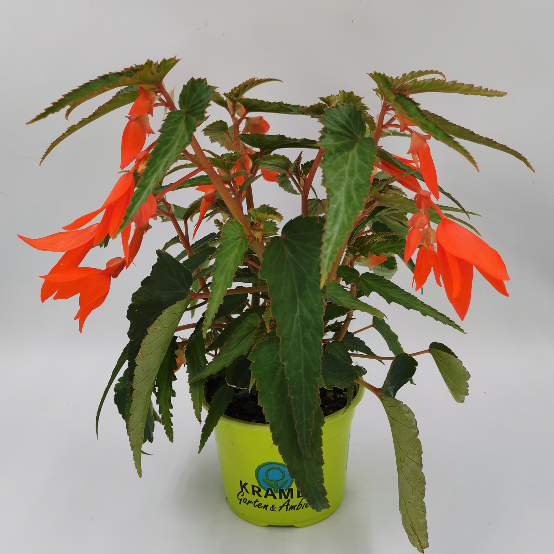 Hängebegonie Summerwings Orange im Pflanztopf Hängebonie Summerwings Orange mit orangen Blüten im Pflanztopf