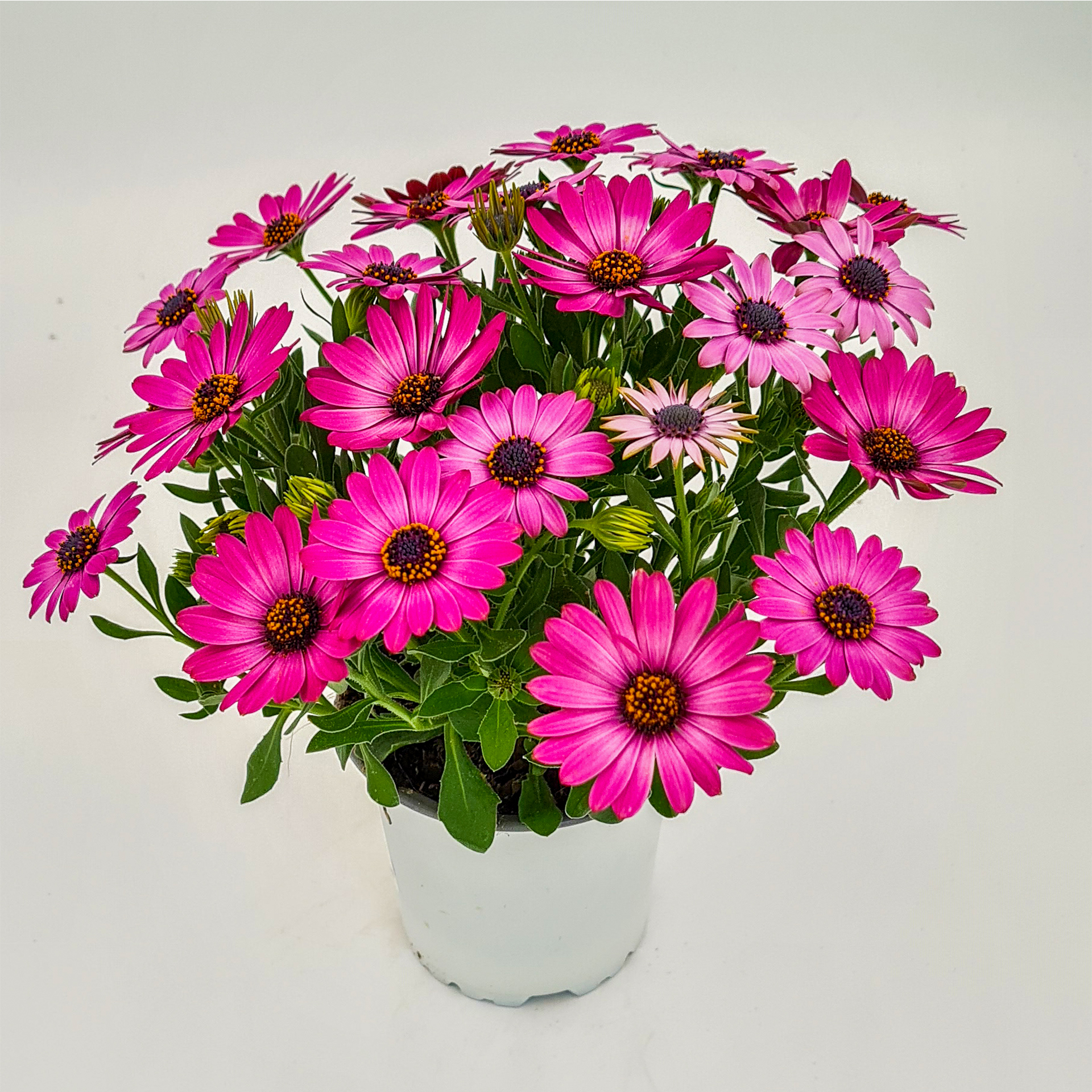 Kapkörbchen PINK Kapkörbchen PINK