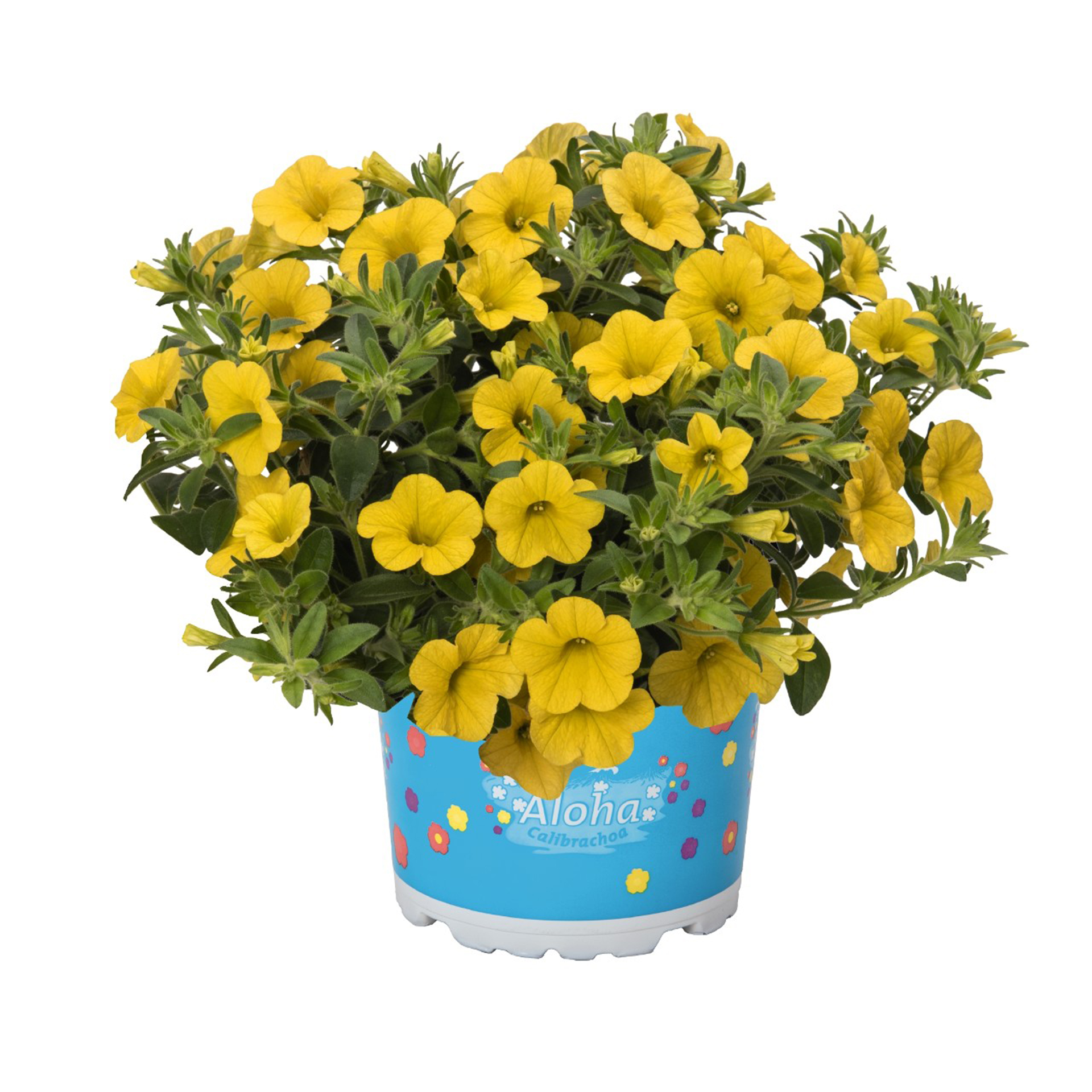 Calibrachoa-Kona-Yellow Zauberglöckchen - Calibrachoa 'Aloha Classic Gold Rush', 12cm Topf