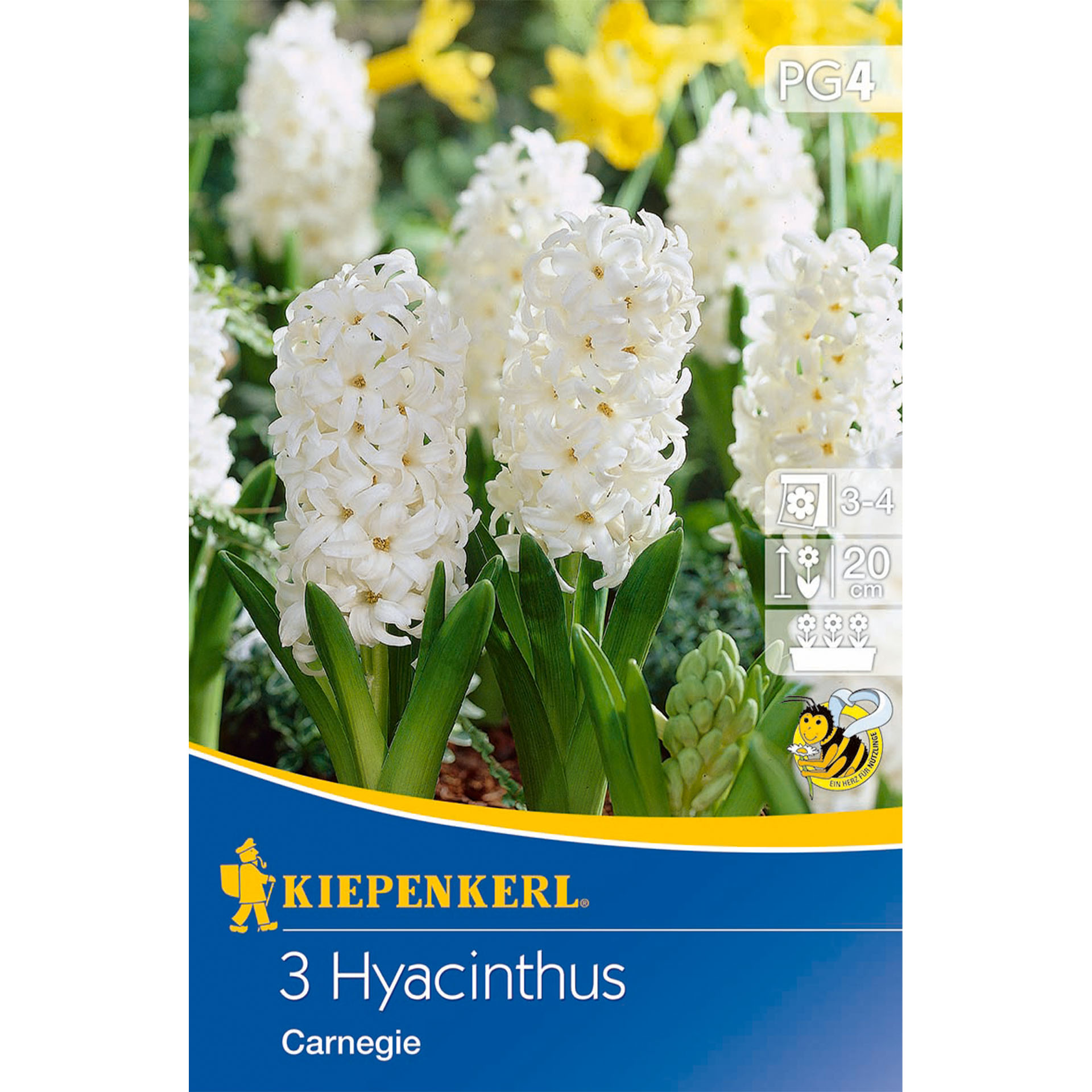 Hyazinthe 'Carnegie', Blumenzwiebeln Blume, Pflanze