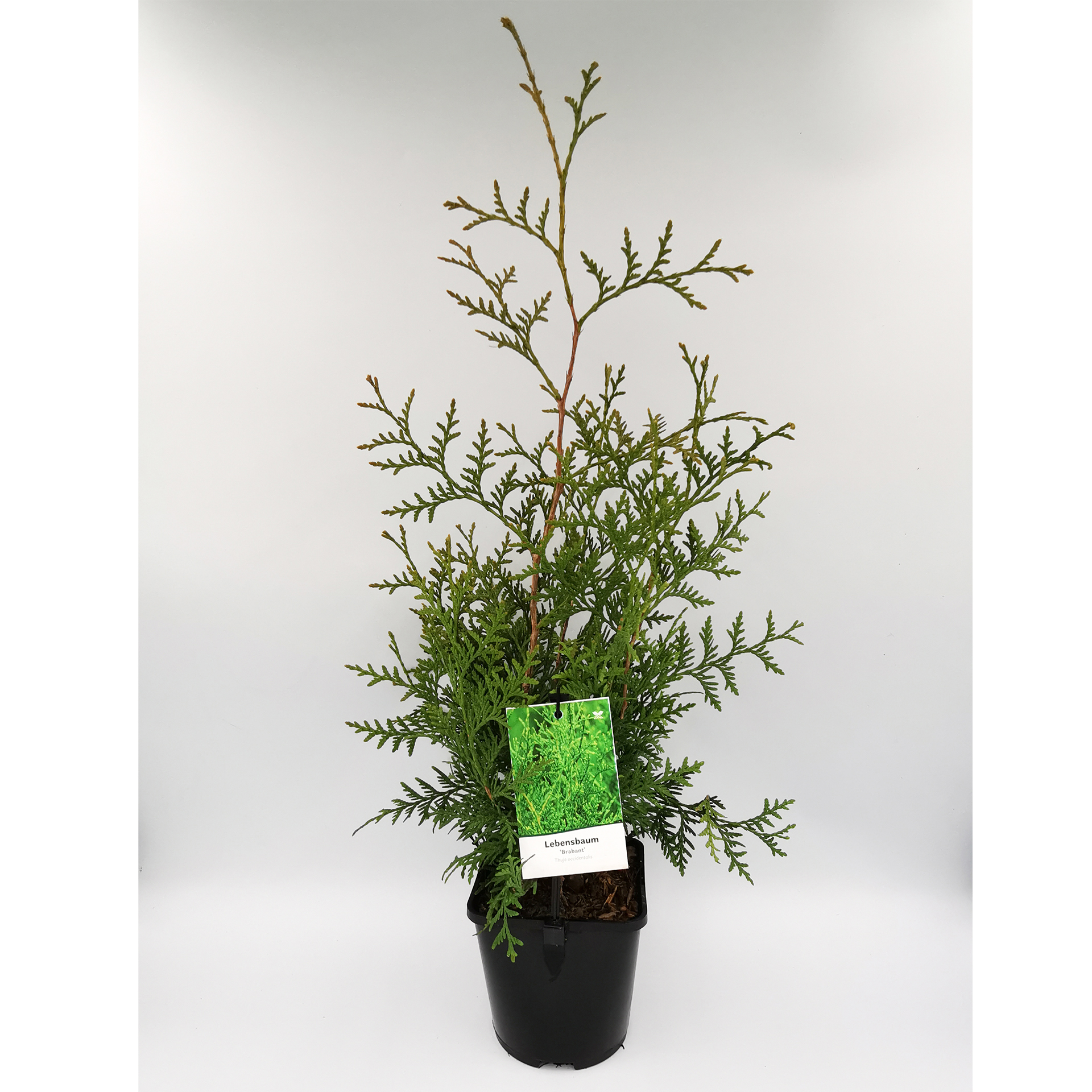 Thuja / Lebensbaum - Thuja occidentalis 'Brabant', C1,5 20-30cm Thuja / Lebensbaum - Thuja occidentalis 'Brabant', C1,5 20-30cm