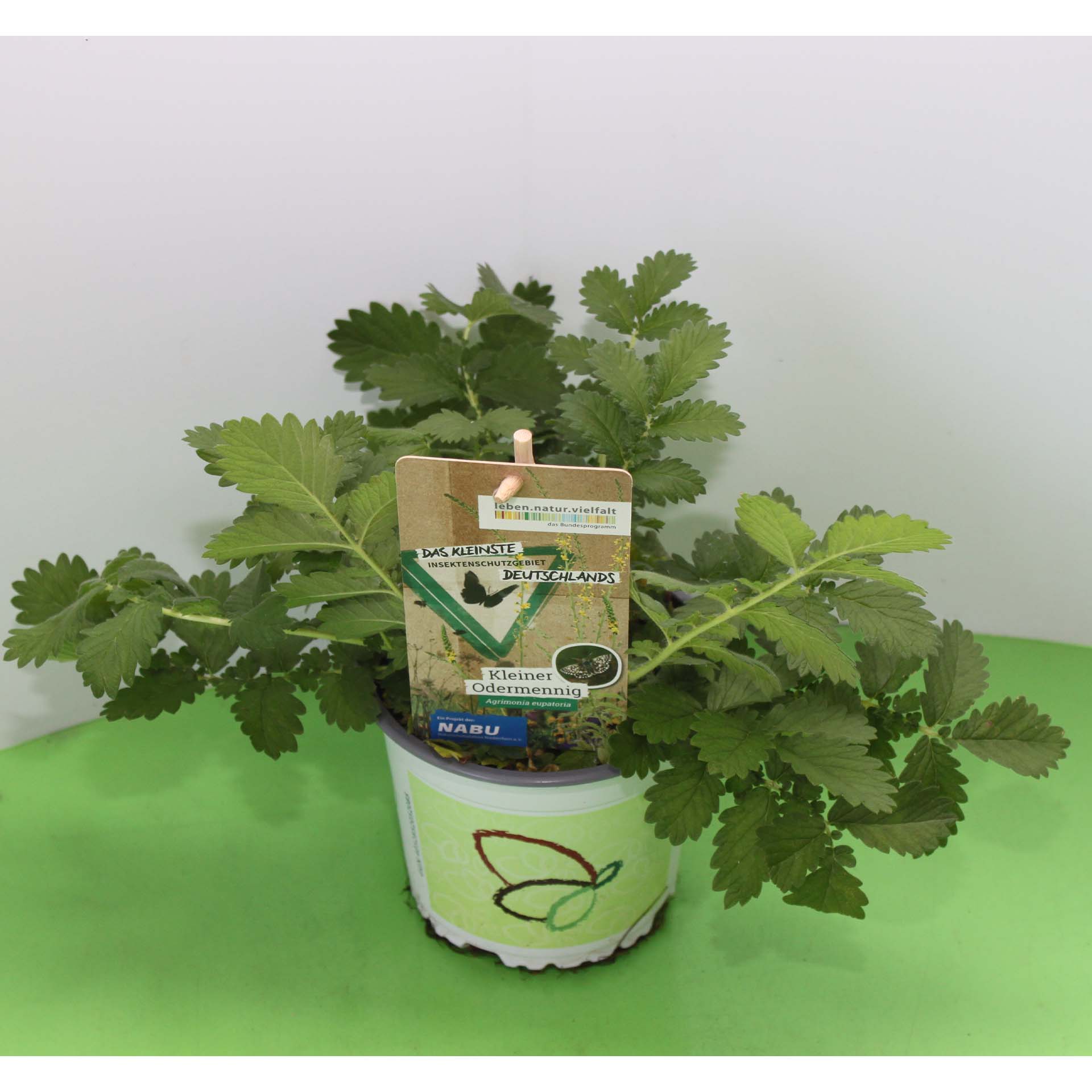 Kleiner Gartenpflanze, Geranien-/Pflanzenpflanze, Topfpflanze, Grünes Laub, Samen/Saatgut-Banderole