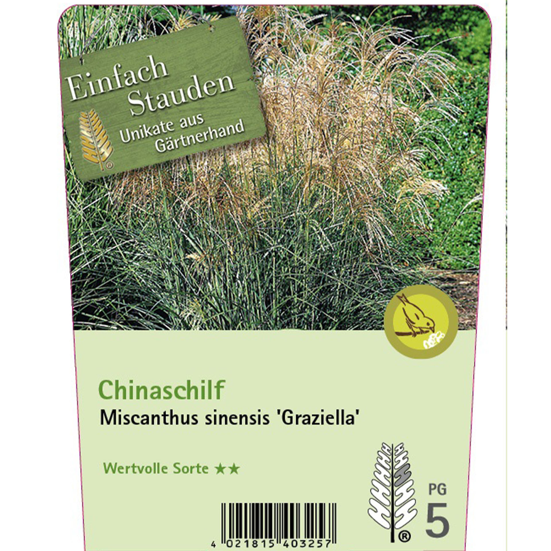 Chinaschilf - Miscanthus sinensis 'Graziella' Gras, Pflanze, Text, Papier, Visitenkarte, Gras, Pflanze, Vegetation