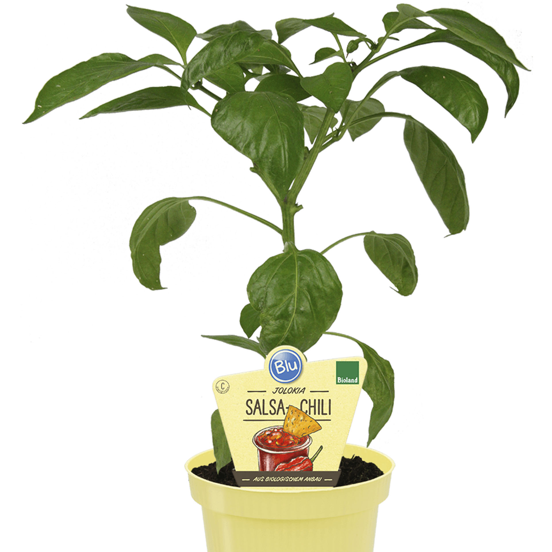 Salsa-Chili Jolokia im Pflanztopf mit Pflanzenstecker