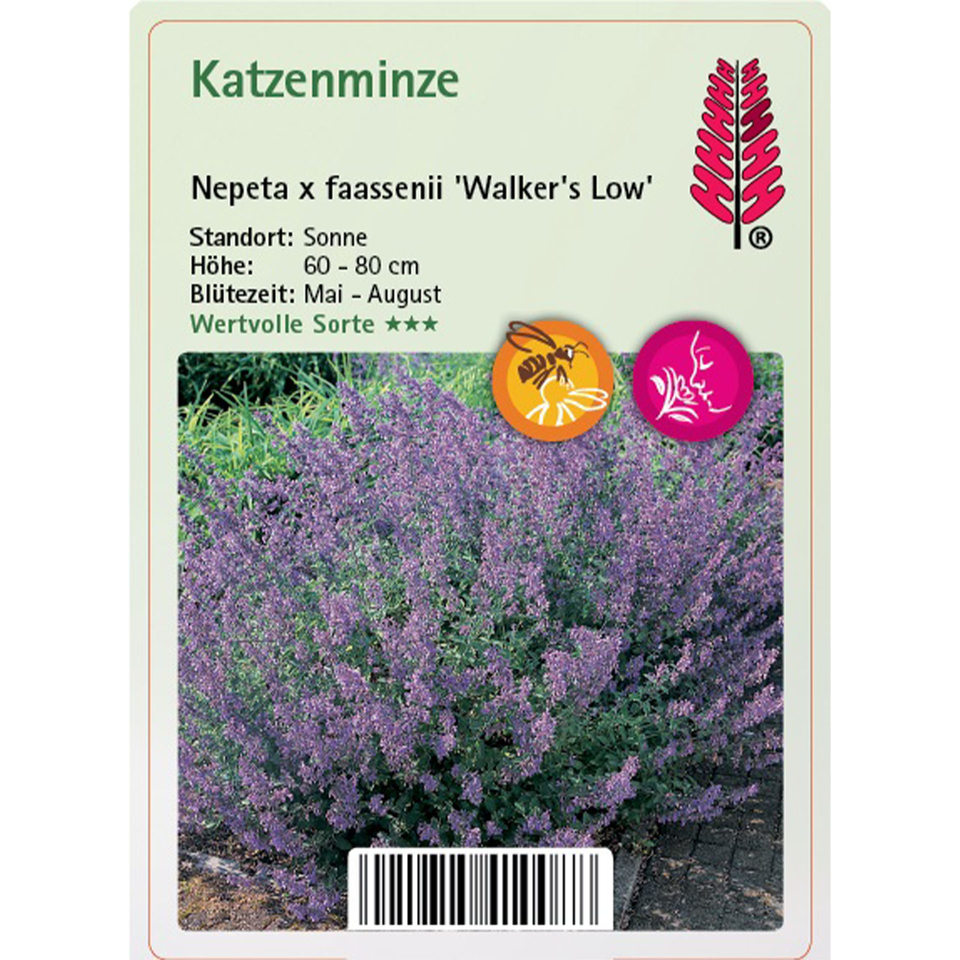 Katzenminze - Nepeta x faassenii 'Walker's Low' Pflanzenwuchs, Purpur, Blume, Kräuter, Lavendel
