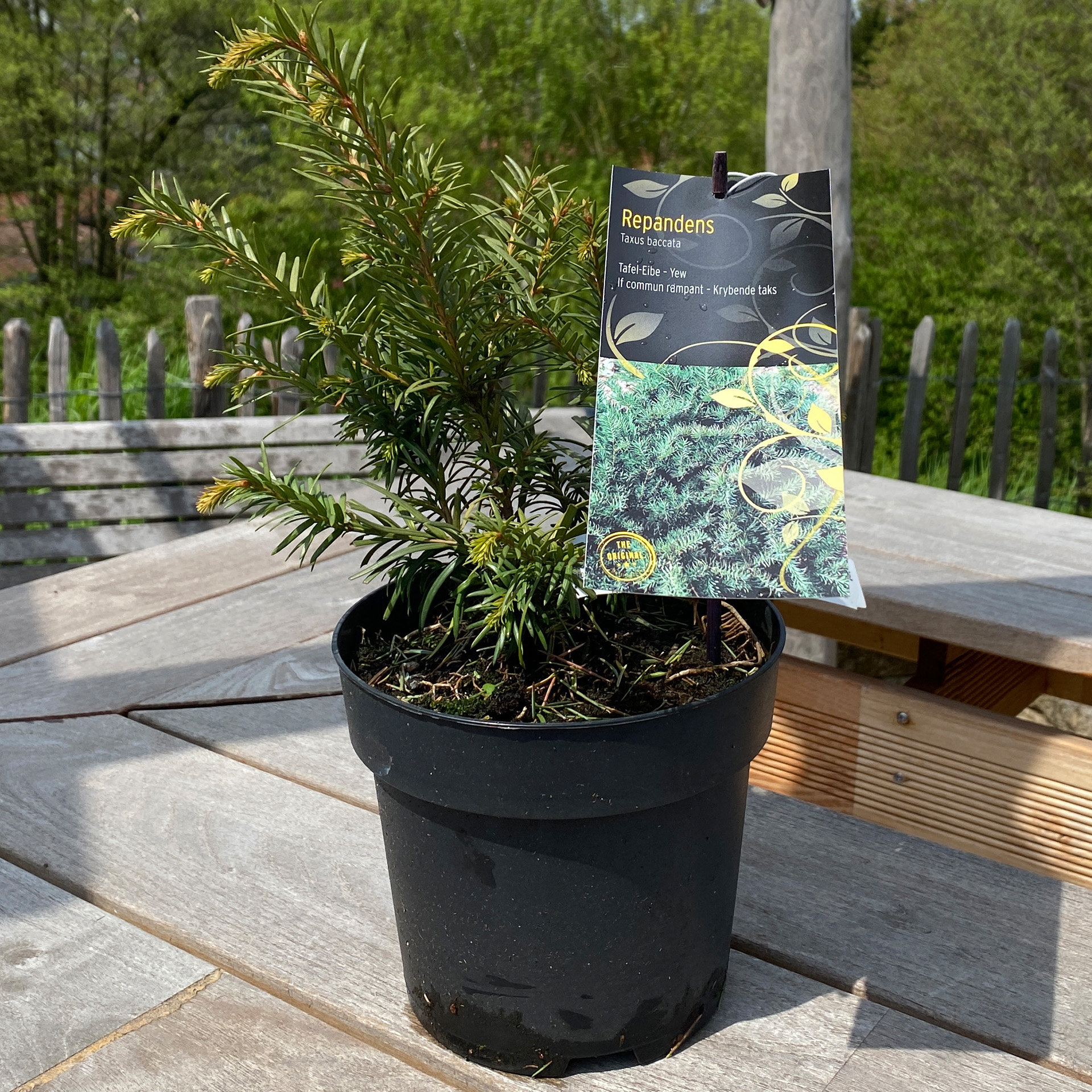 Kissen-Eibe – Taxus baccata 'Repandens', C2,3 Kissen-Eibe – Taxus baccata 'Repandens', C2,3