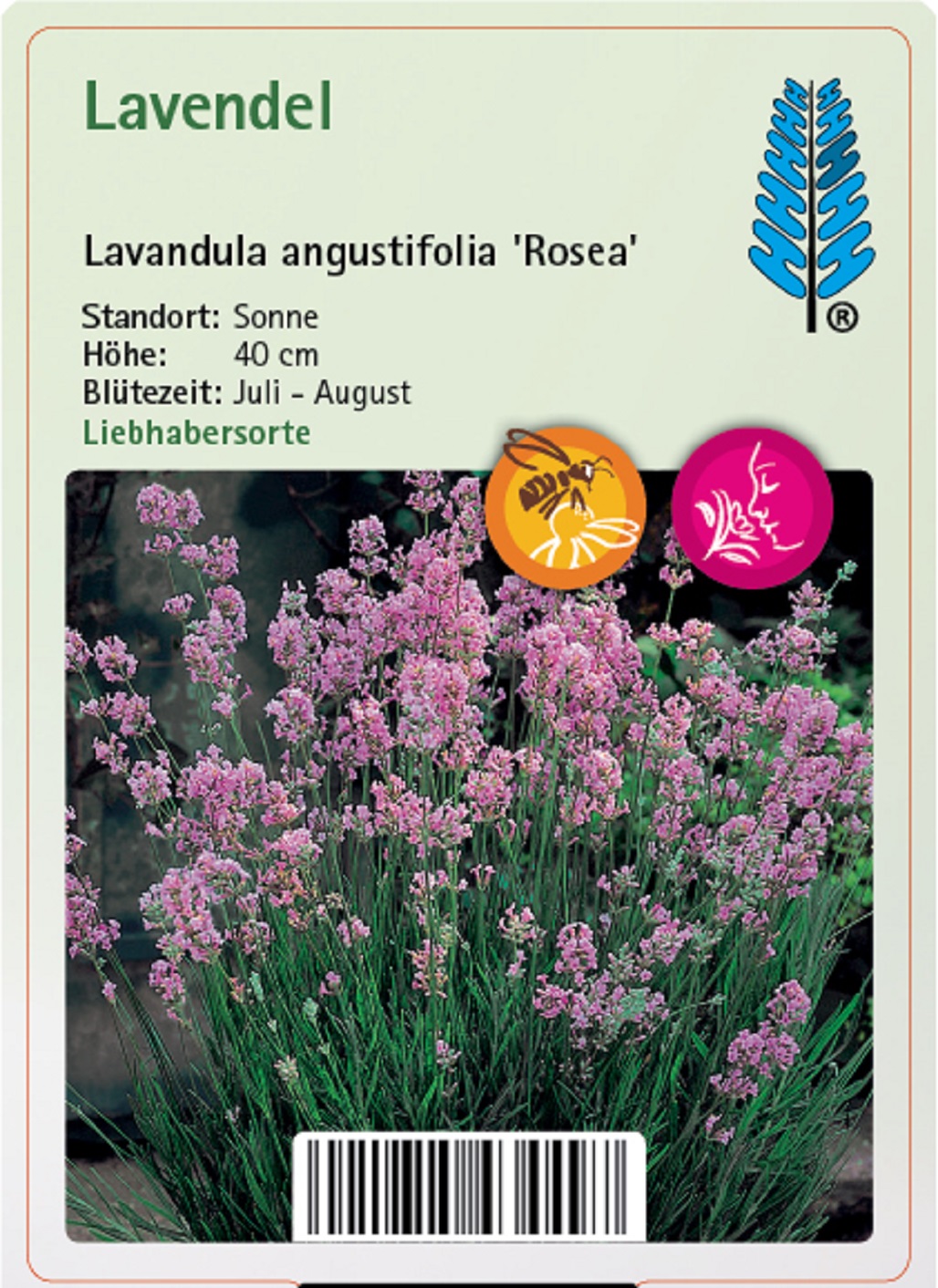 Lavendel - Lavandula angustifolia 'Rosea', 9cm Topf Lavendel - Lavandula angustifolia 'Rosea', 9cm Topf