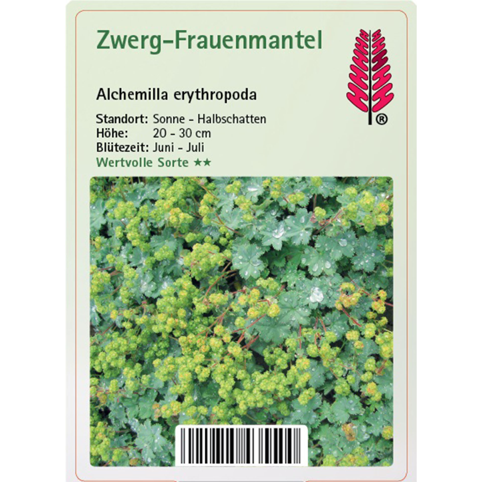 Zwerg-Frauenmantel - Alchemilla erythropoda Kräuter, Blume, Geranie, Kräuterig, Vegetation