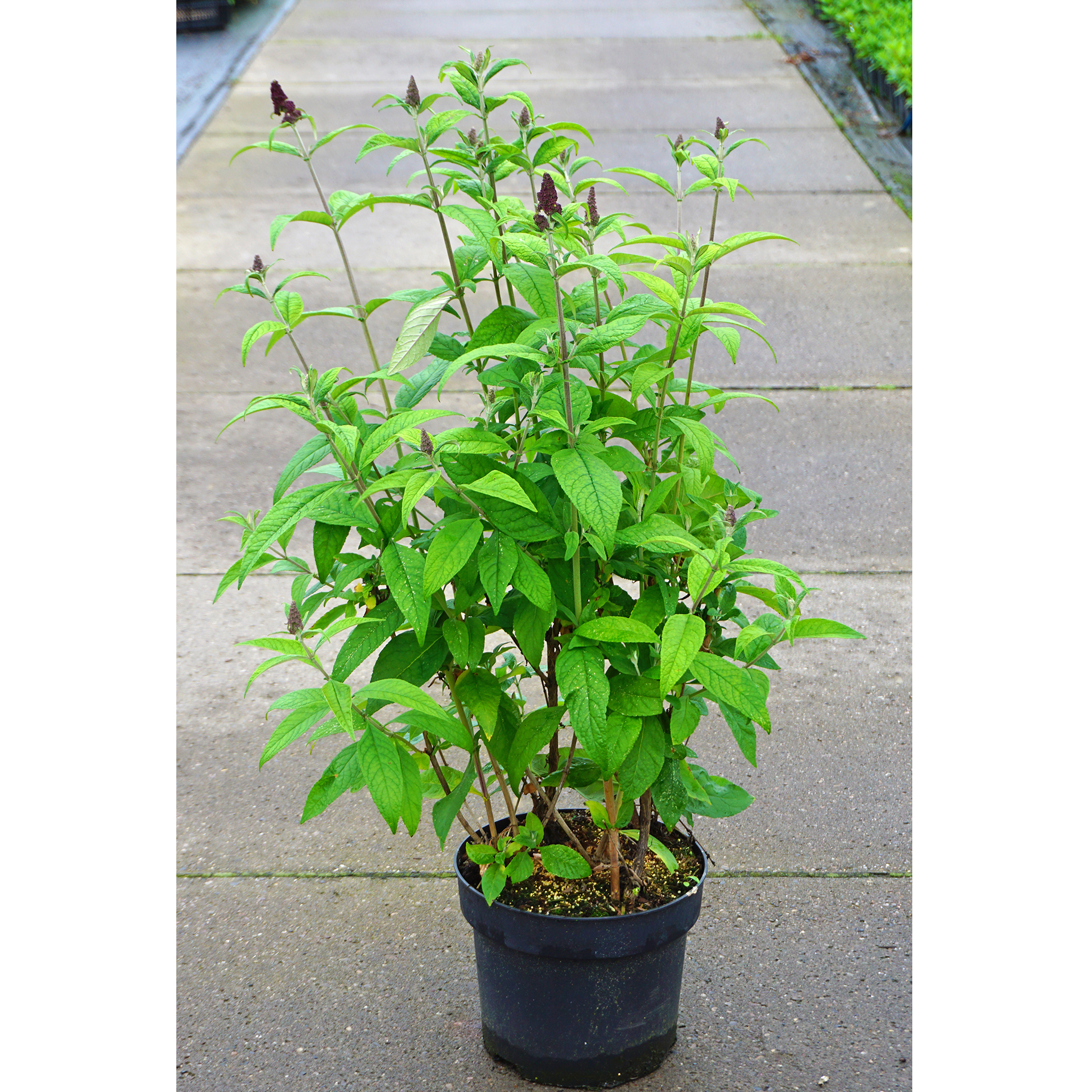 Sommerflieder - Buddleja davidii 'Funky Fuchsia', C10 80-100cm