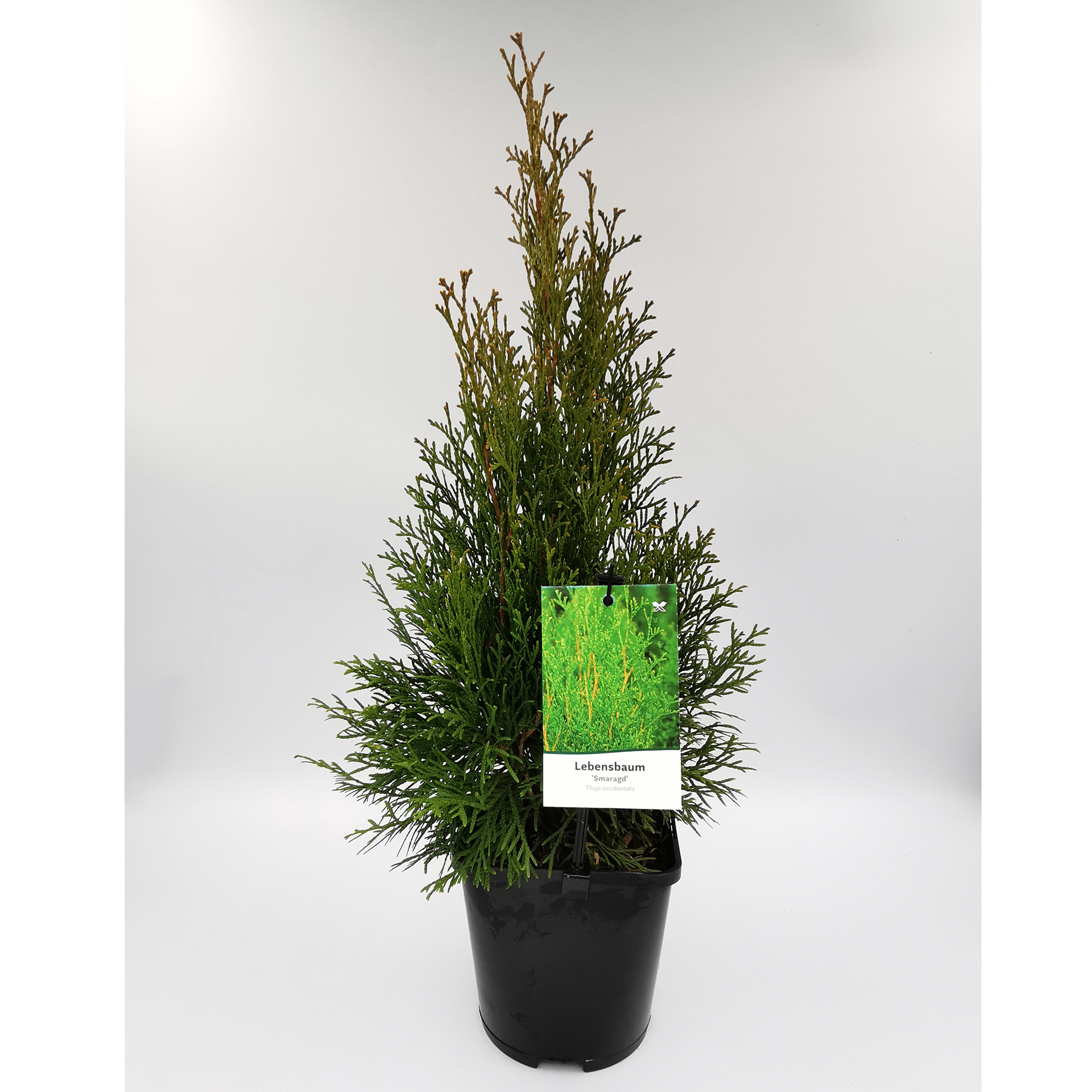 Thuja / Lebensbaum - Thuja occidentalis 'Smaragd', C1,5 20-30cm Thuja / Lebensbaum - Thuja occidentalis 'Smaragd', C1,5 20-30cm