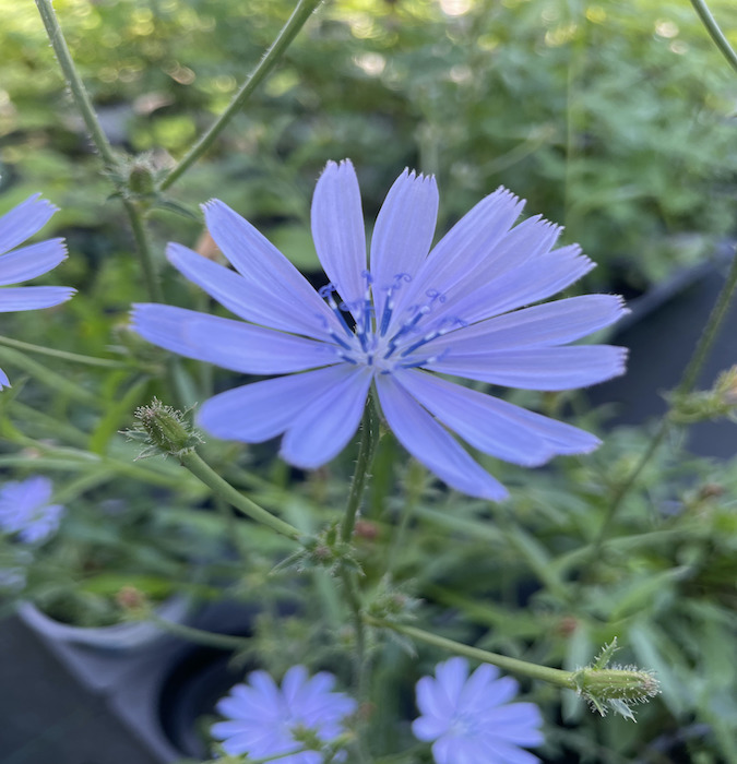 Gänseblümchen, Blume, Pflanze, Blütenblatt, Anemone, blau-blume, wildblume, blütenstamm, langstielige-blume, glockenblume?