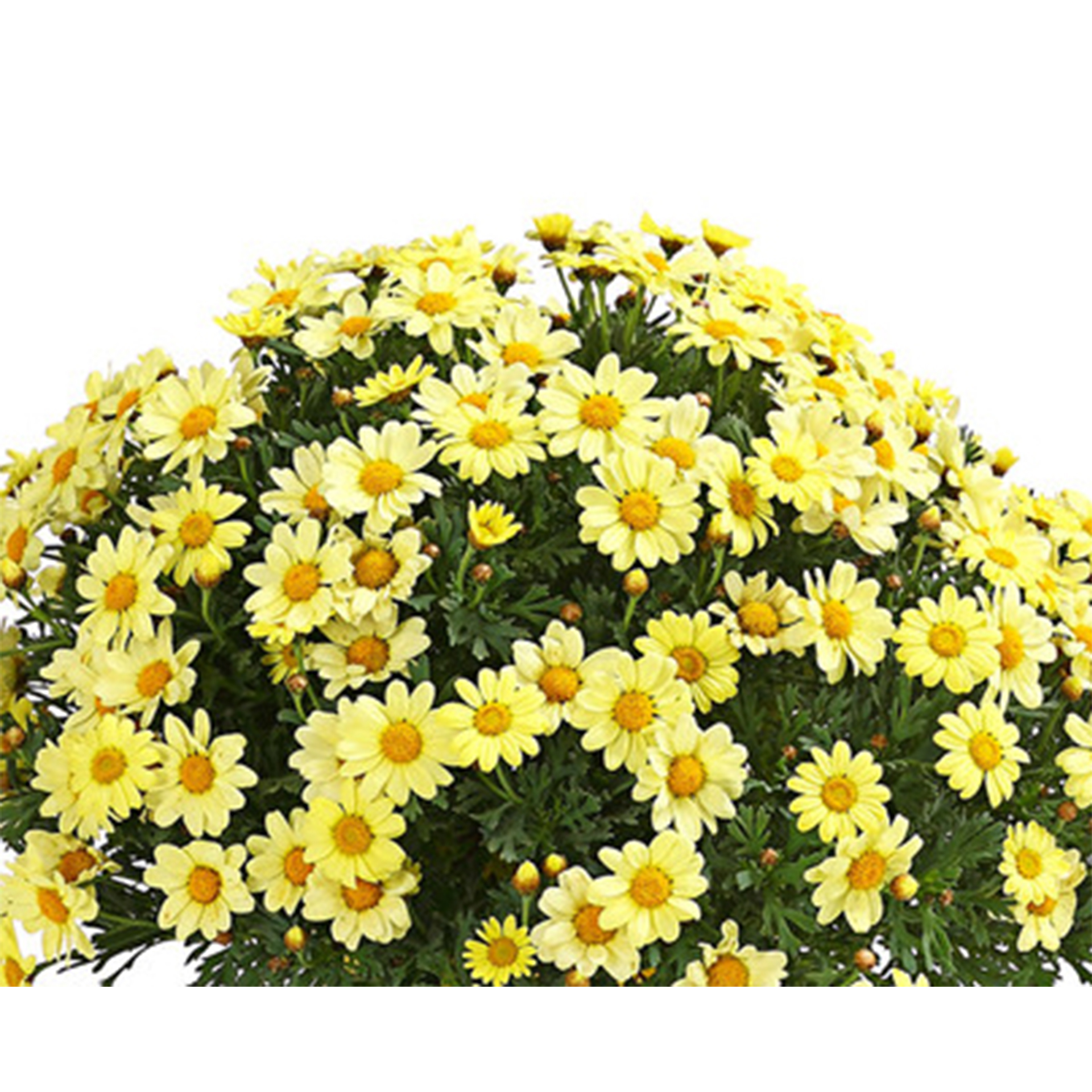 Margeriten Busch gelb Margeriten Busch gelb