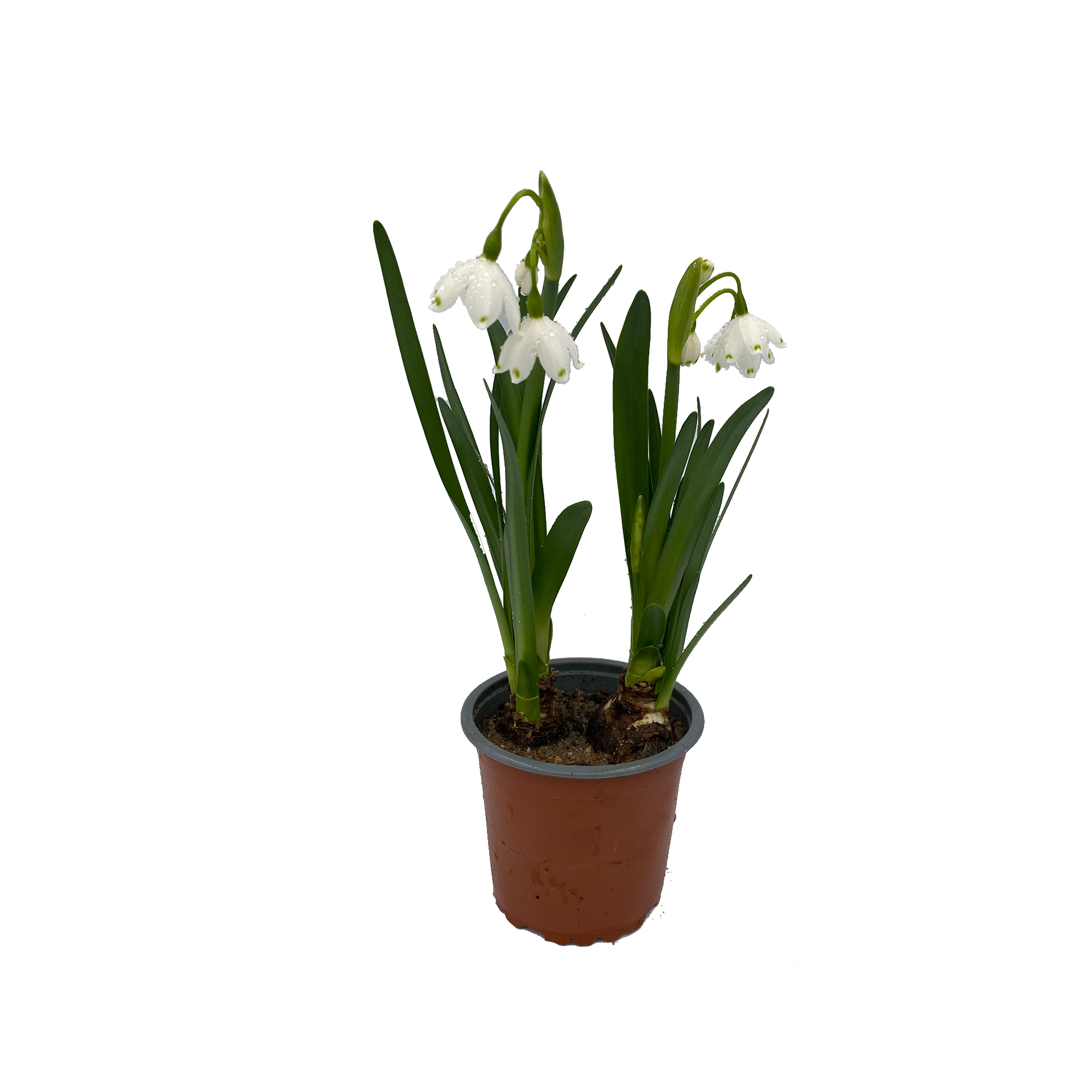 Märzbecher - Leucojum vernum, 9cm Topf Märzbecher - Leucojum vernum, 9cm Topf