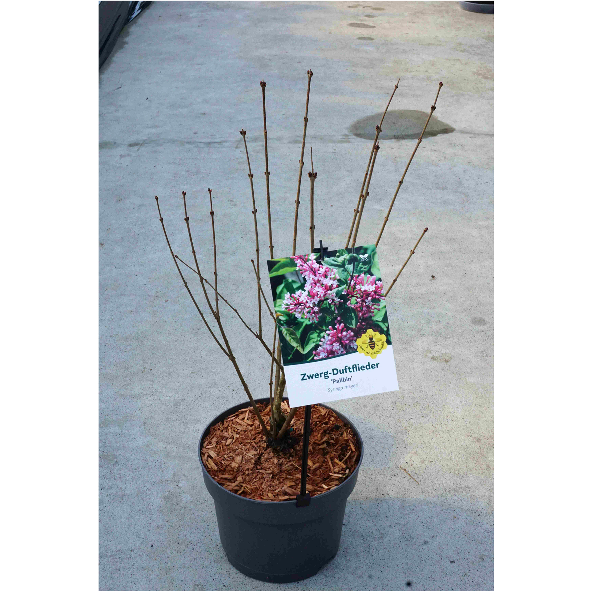 Zwerg-Duftflieder Palibin im Pflanztopf mit Pflanzenstecker