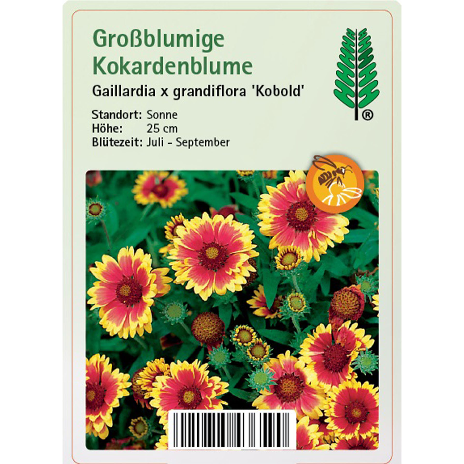 Blume, Pflanze, Kräuterig, Gänseblümchen, Blütenblatt