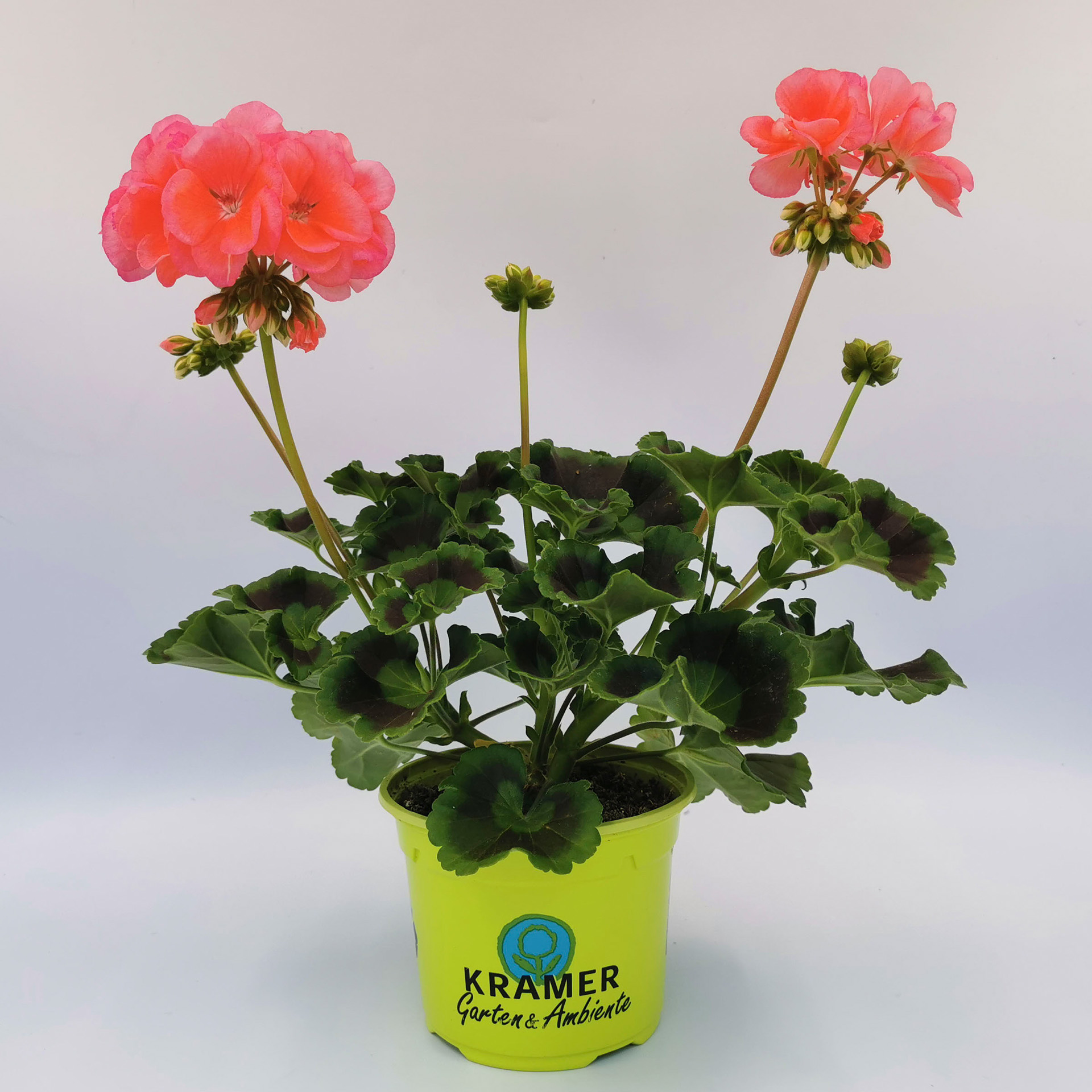 Geranie stehend 'Calais'- Pelargonium zonale, 12cm Topf Geranie stehend 'Calais'- Pelargonium zonale, 12cm Topf