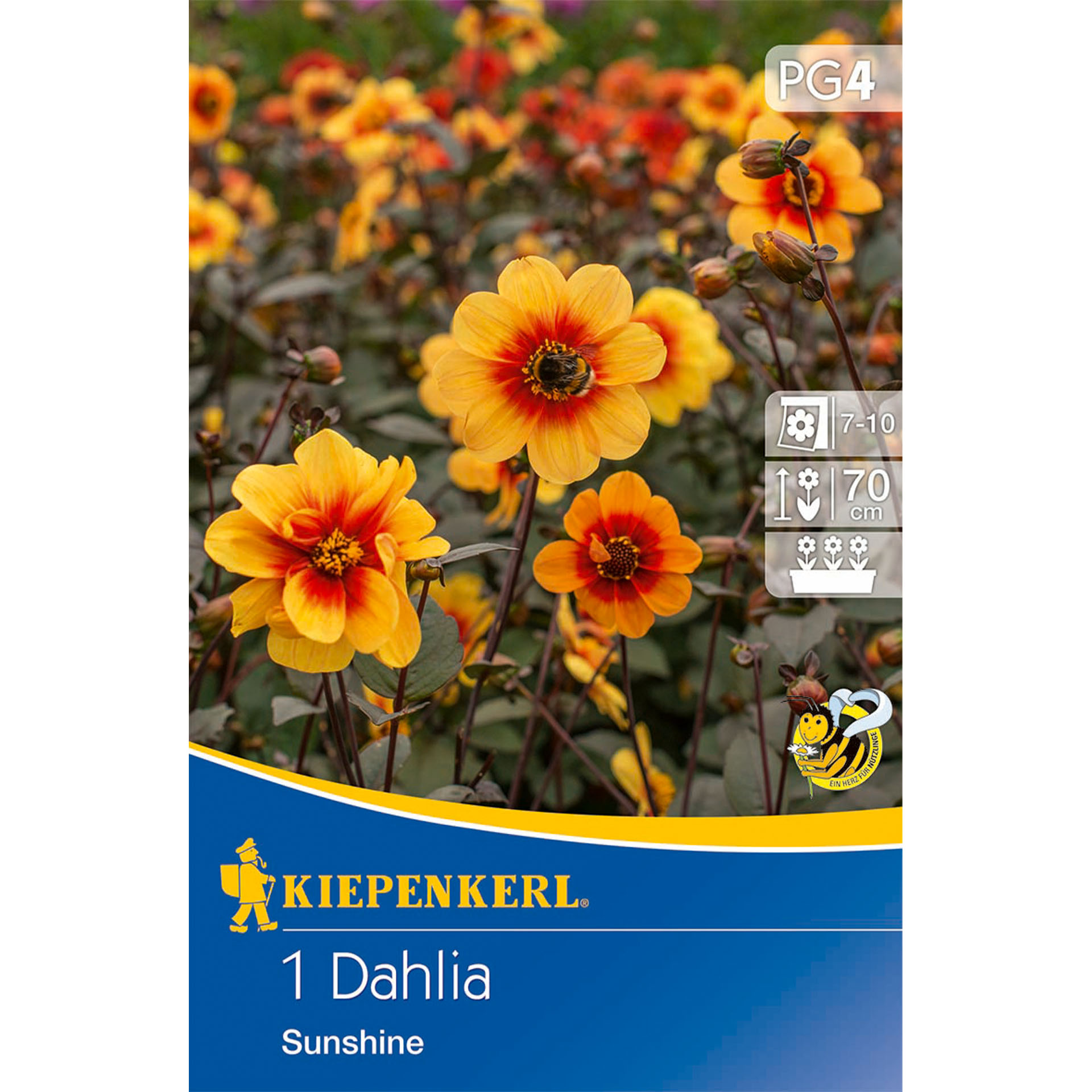 Mignon-Dahlie 'Sunshine', Blumenzwiebeln Blume, Pflanze, Anemone, Blütenblatt, Werbung