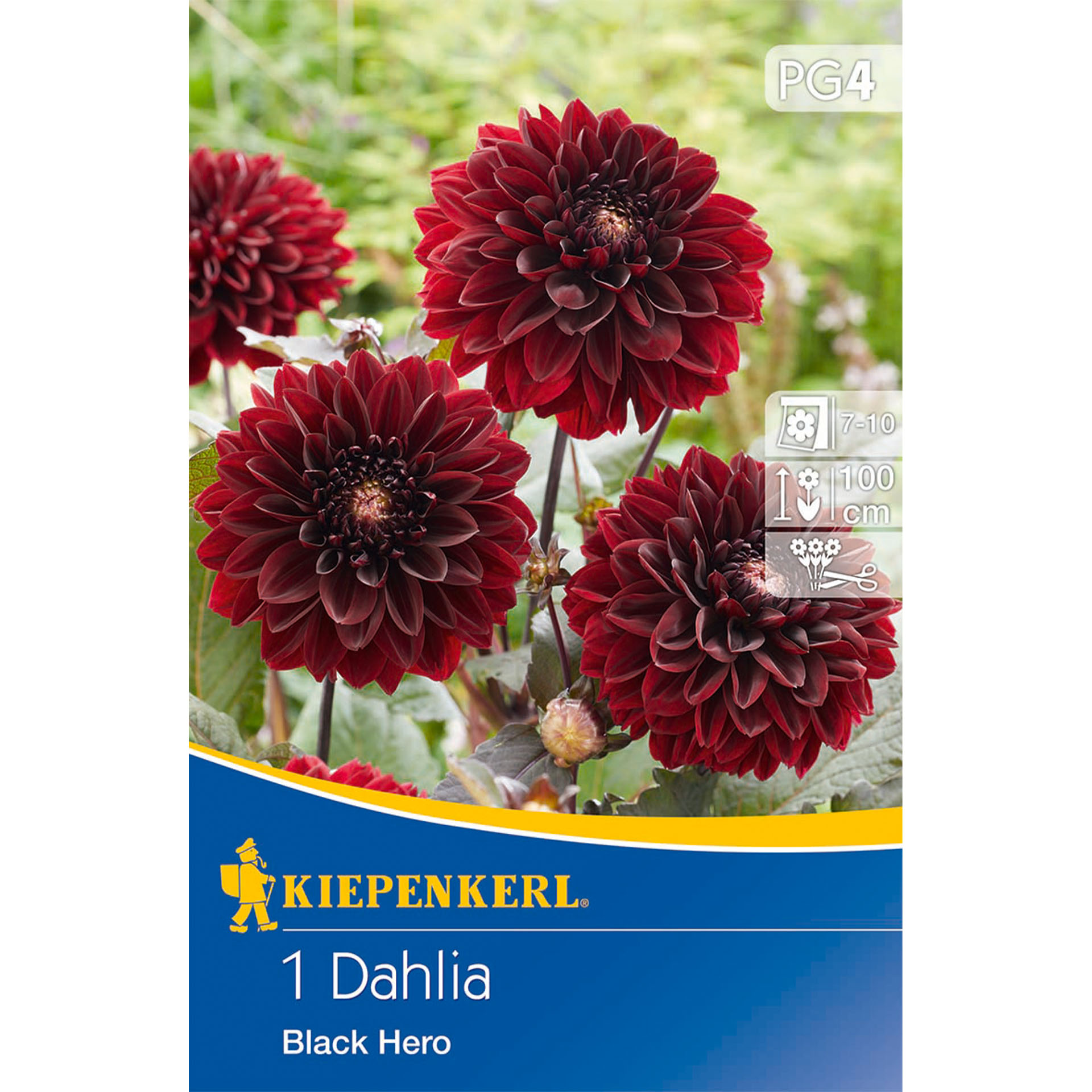 Dekorative Dahlie 'Black Hero', Blumenzwiebeln Dahlie, Blume, Pflanze, Rose