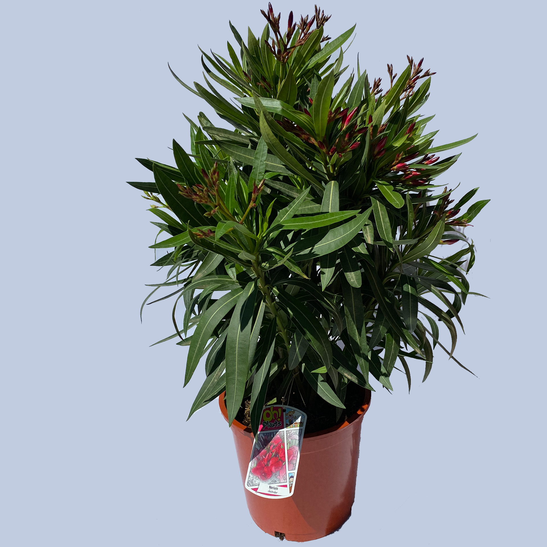 Oleander Oleander