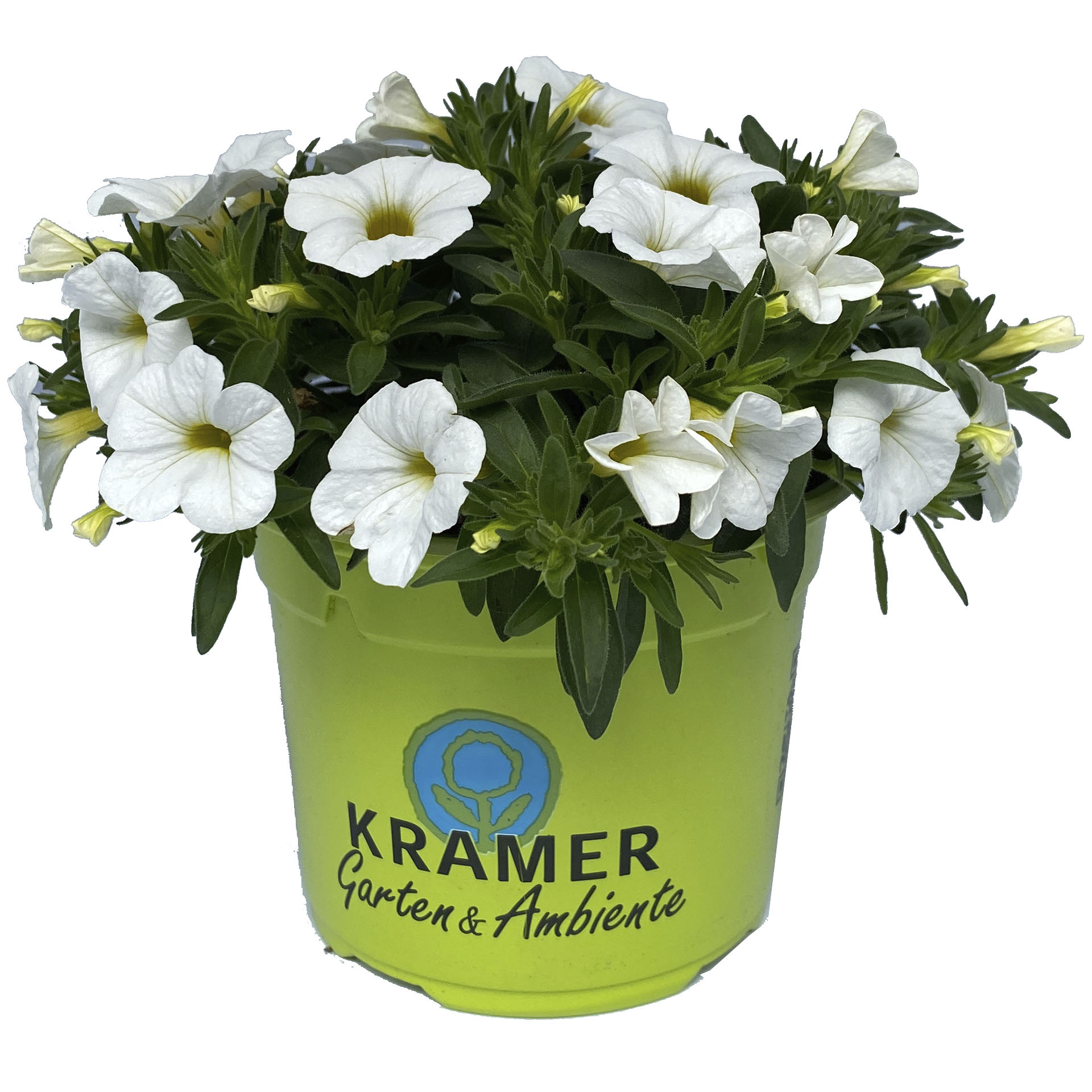 Zauberglöckchen Calipetite White weiß blühendes Zauberglöckchen Calipetite White im Pflanztopf
