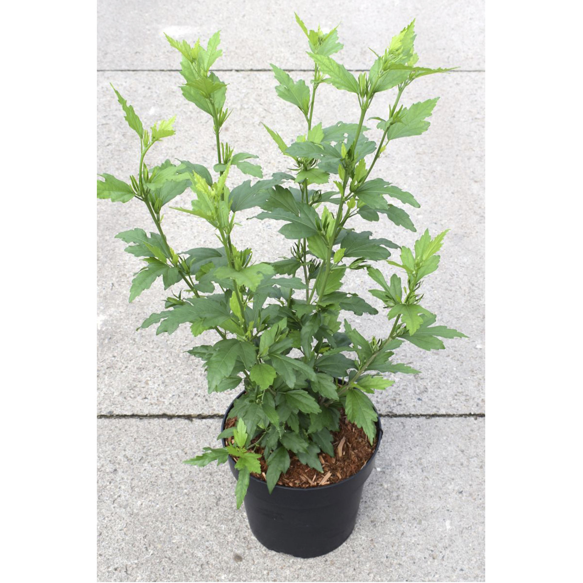 Pflanztopf mit Garteneibisch Blue Chiffon