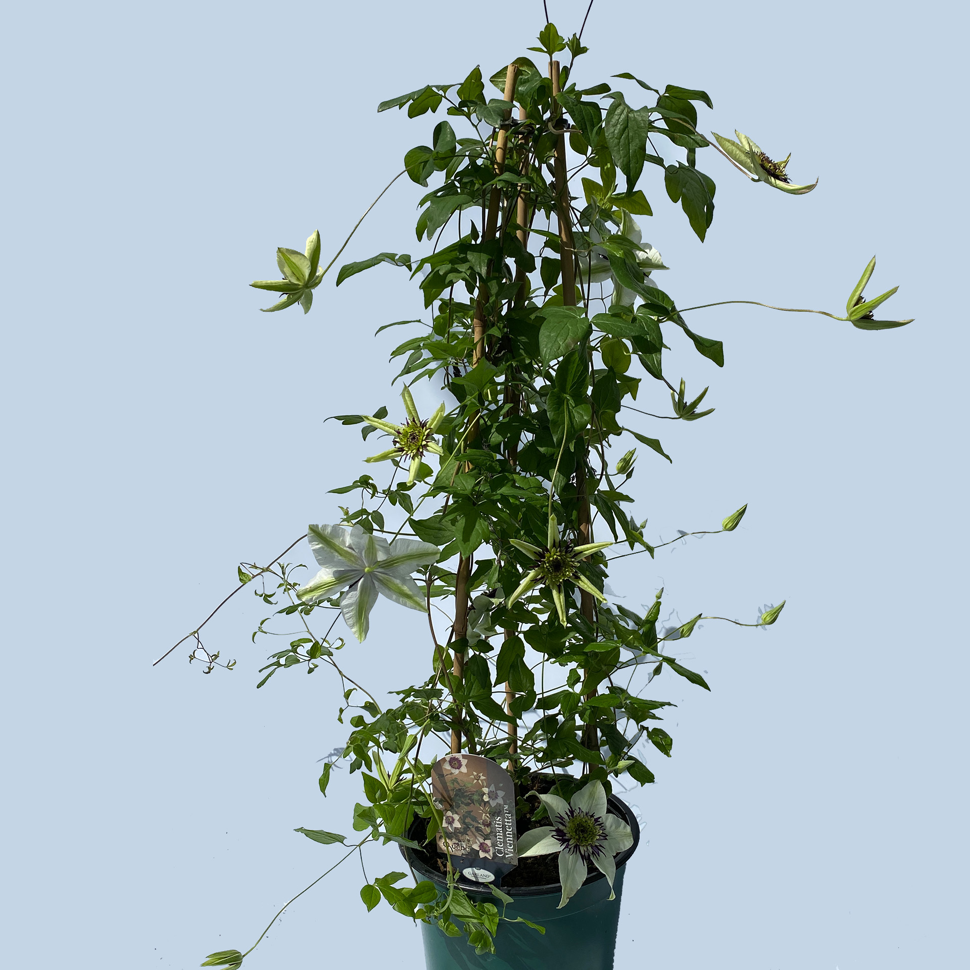 Clematis / Waldrebe 'Vienetta' weiß-violett, 19cm Topf Clematis / Waldrebe 'Vienetta' weiß-violett, 19cm Topf