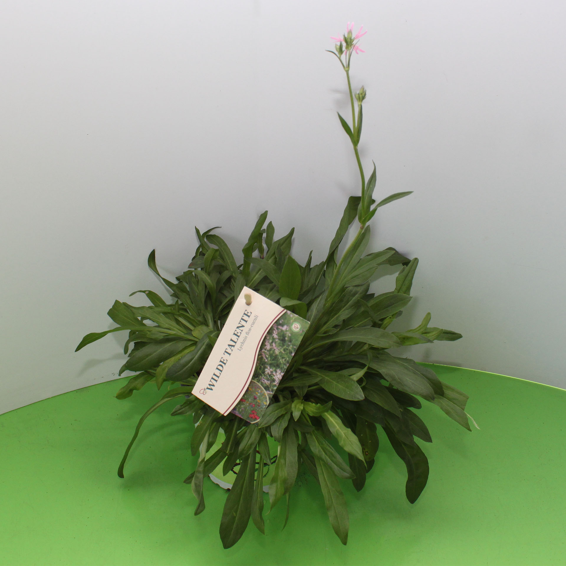 pflanzen, kleine pflanze, topfpflanze, blätter, blüte pink