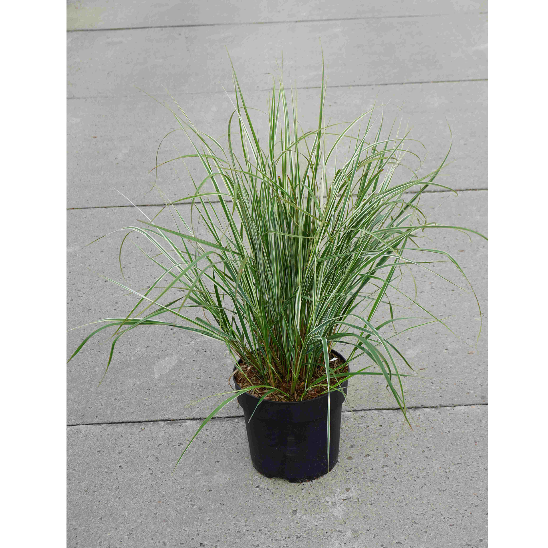 Gestreiftes Reitgras Staude Ziergras