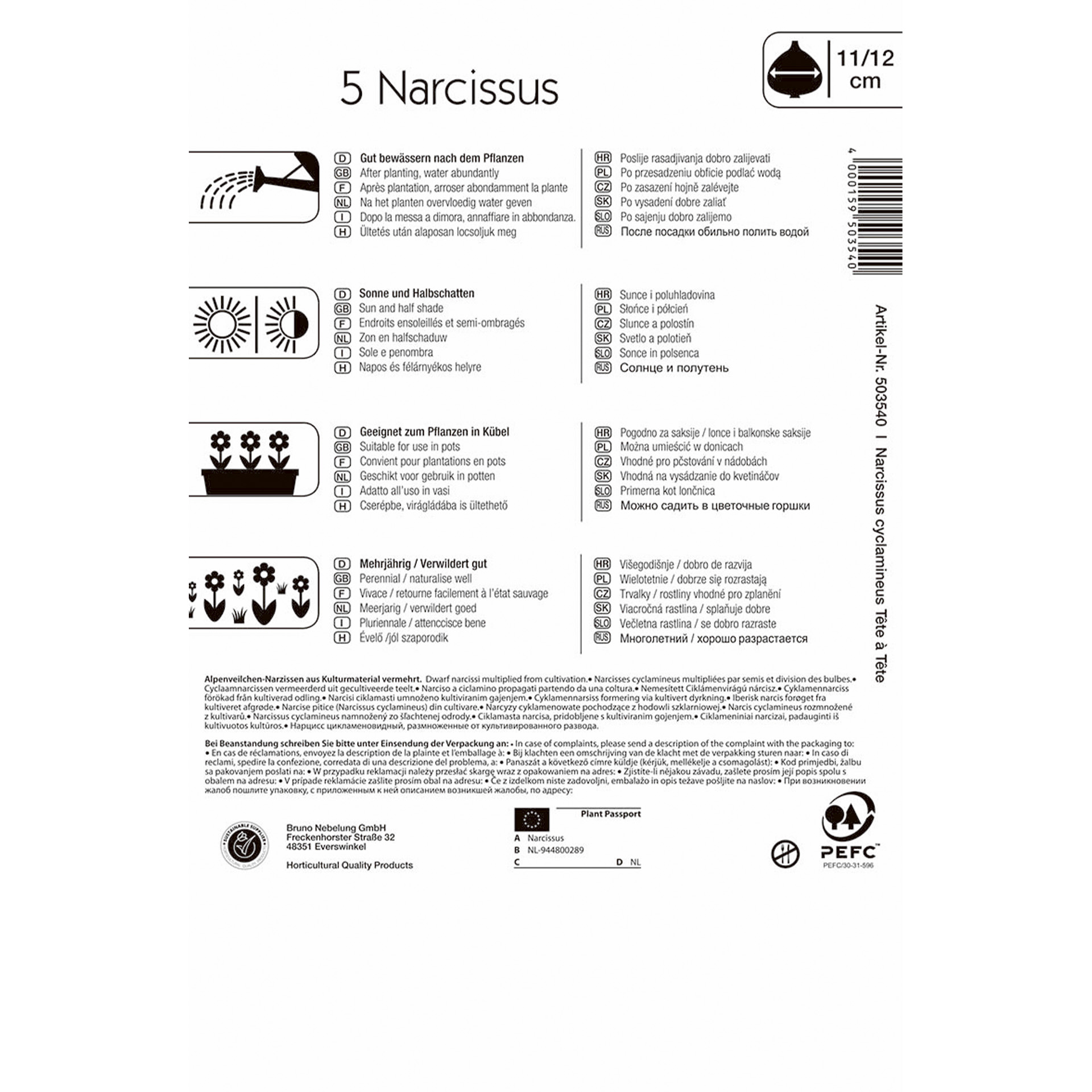 Narzisse Tête à Tête Blumenzwiebel 2