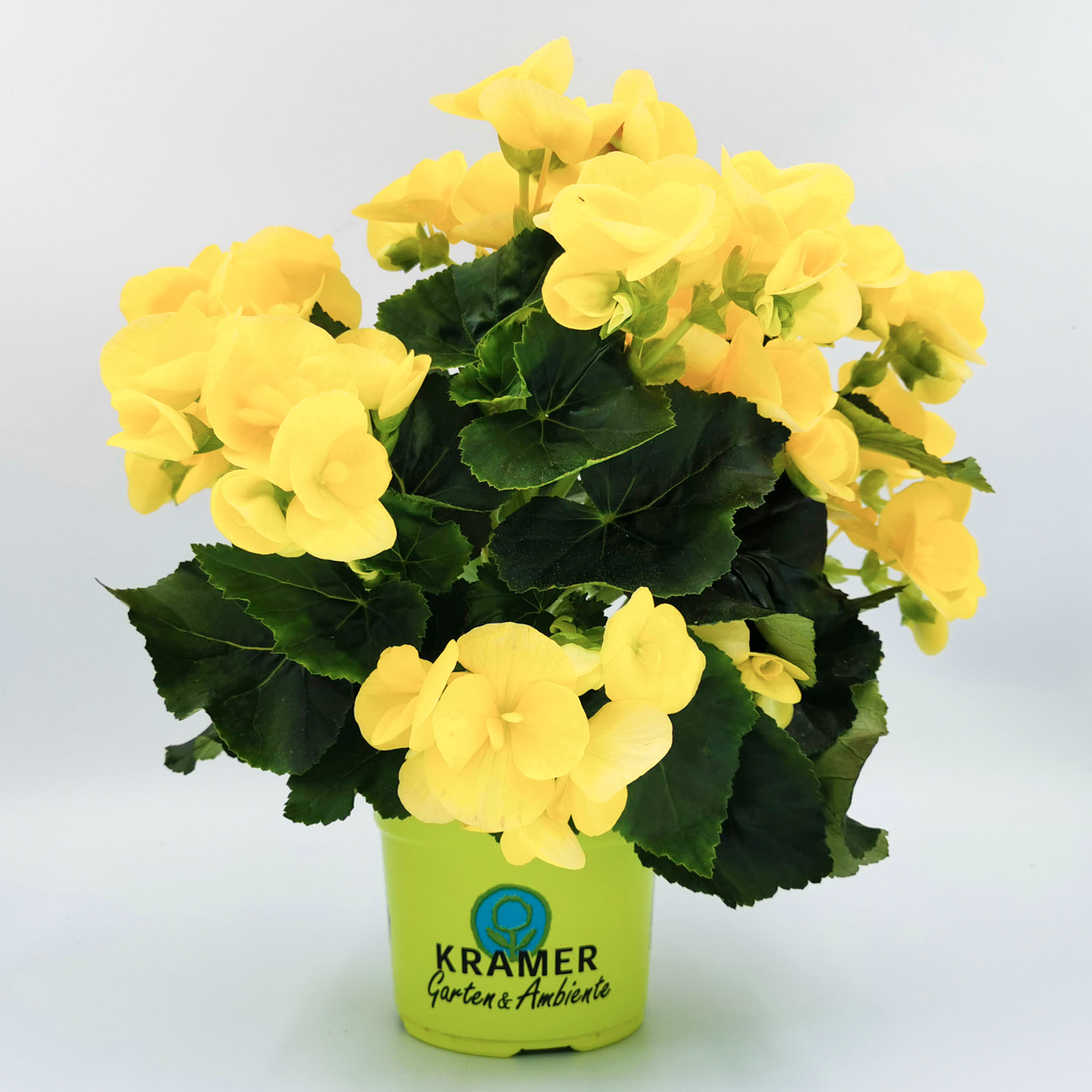 Begonie - Begonia 'Sunbrero® Yellow', 12cm Topf Begonie - Begonia 'Sunbrero® Yellow', 12cm Topf