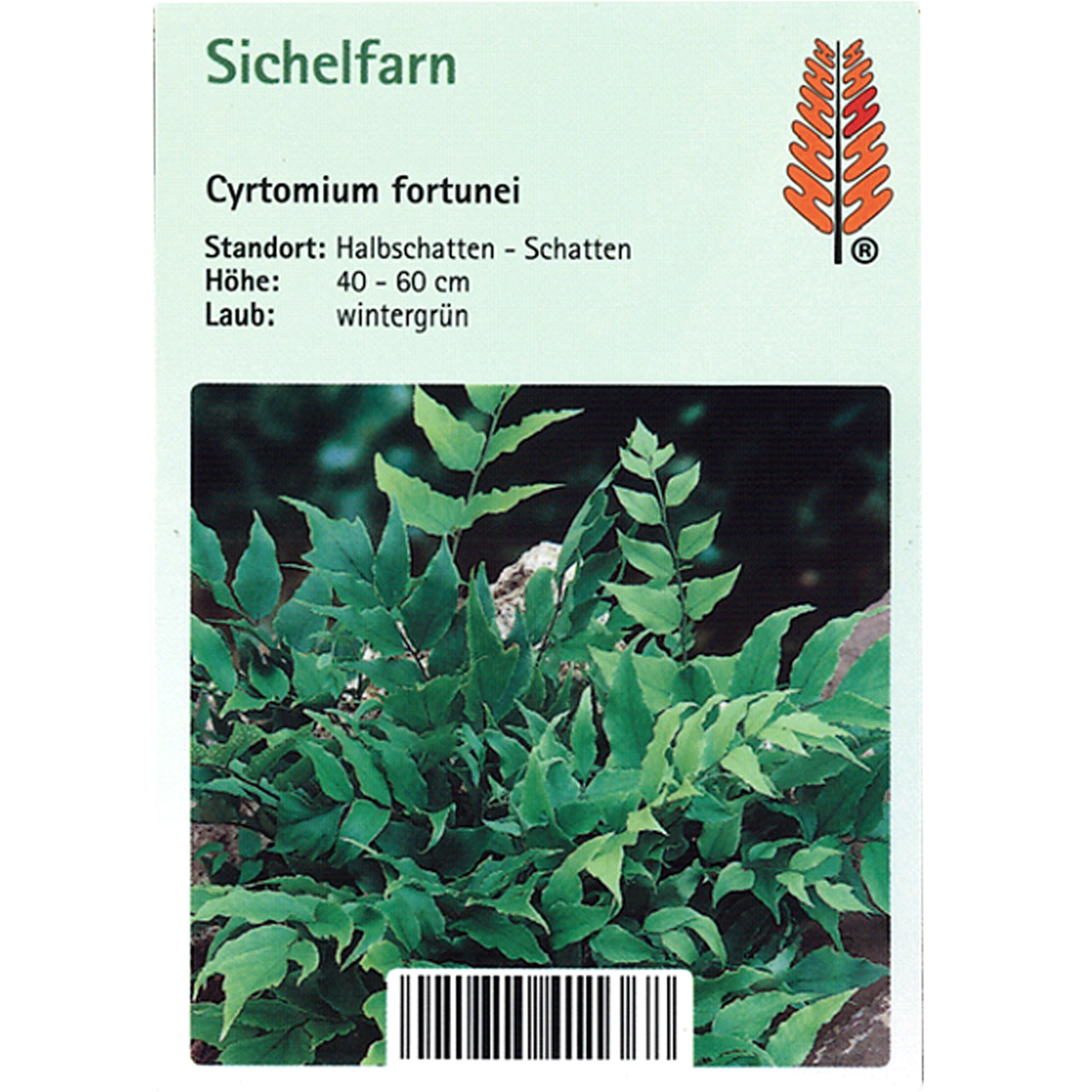 Sichelfarn - Cyrtomium fortunei Pflanze, Farn