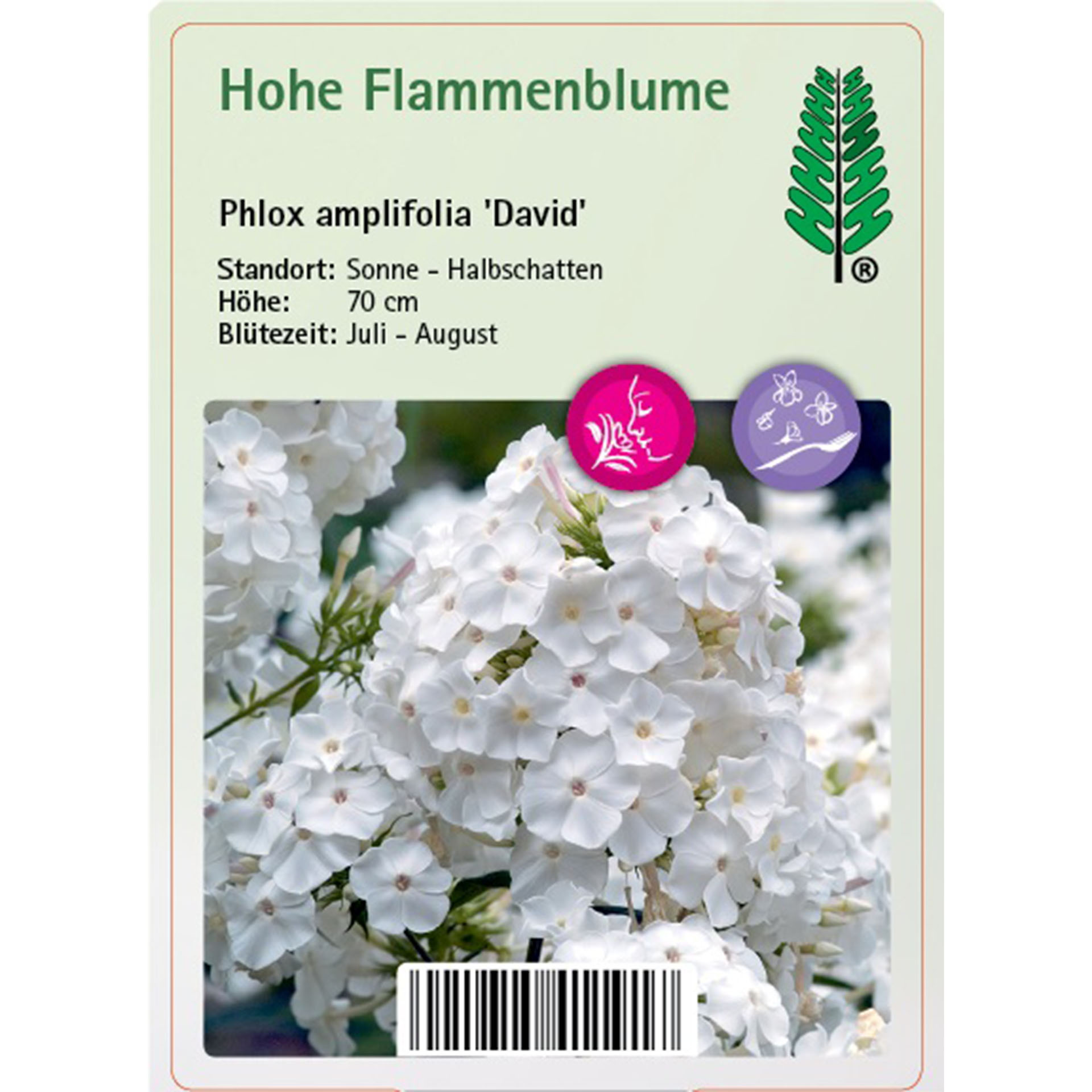 Blume, Pflanze