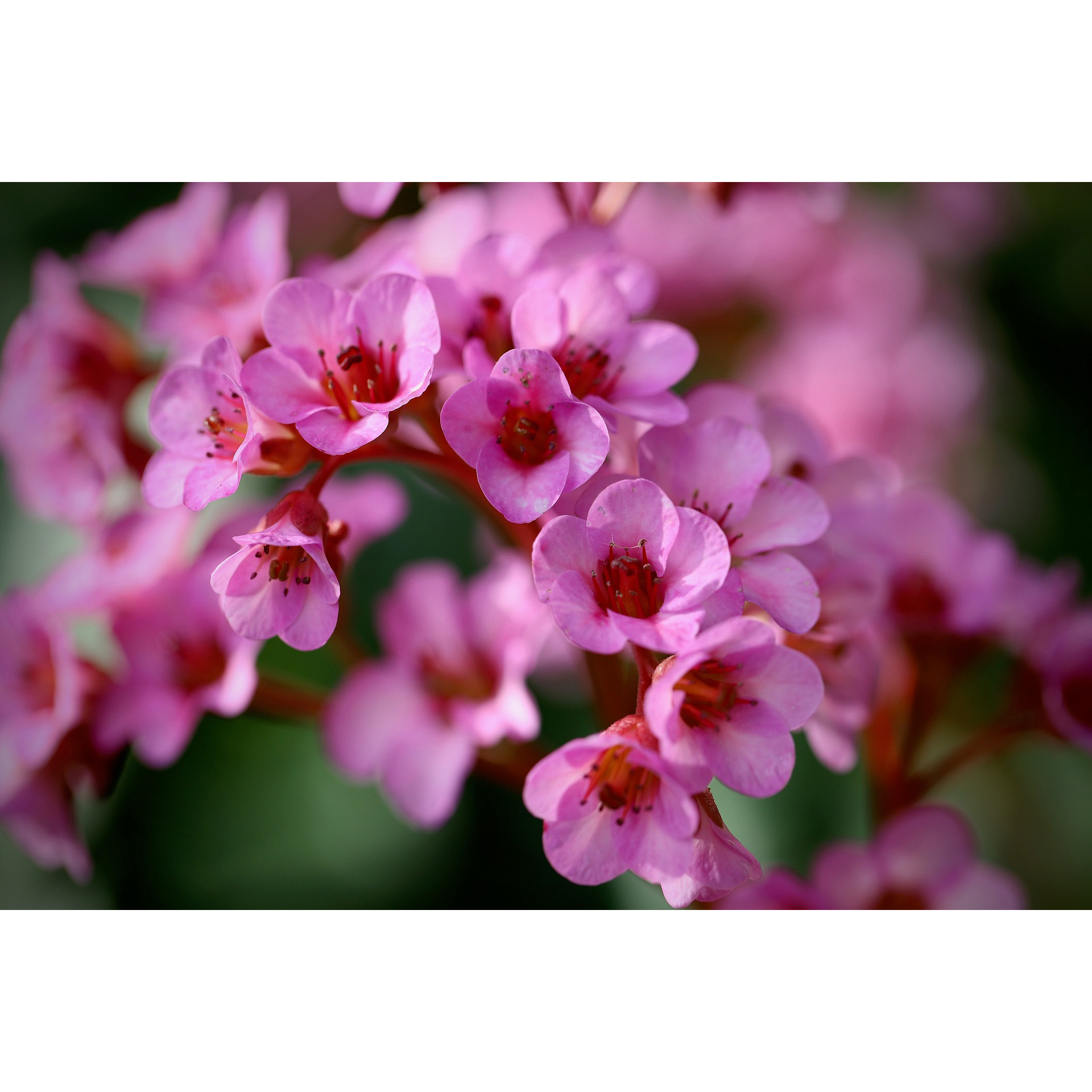 Blume, Geranie, Pflanze, Blütenblatt, Kirschblüte