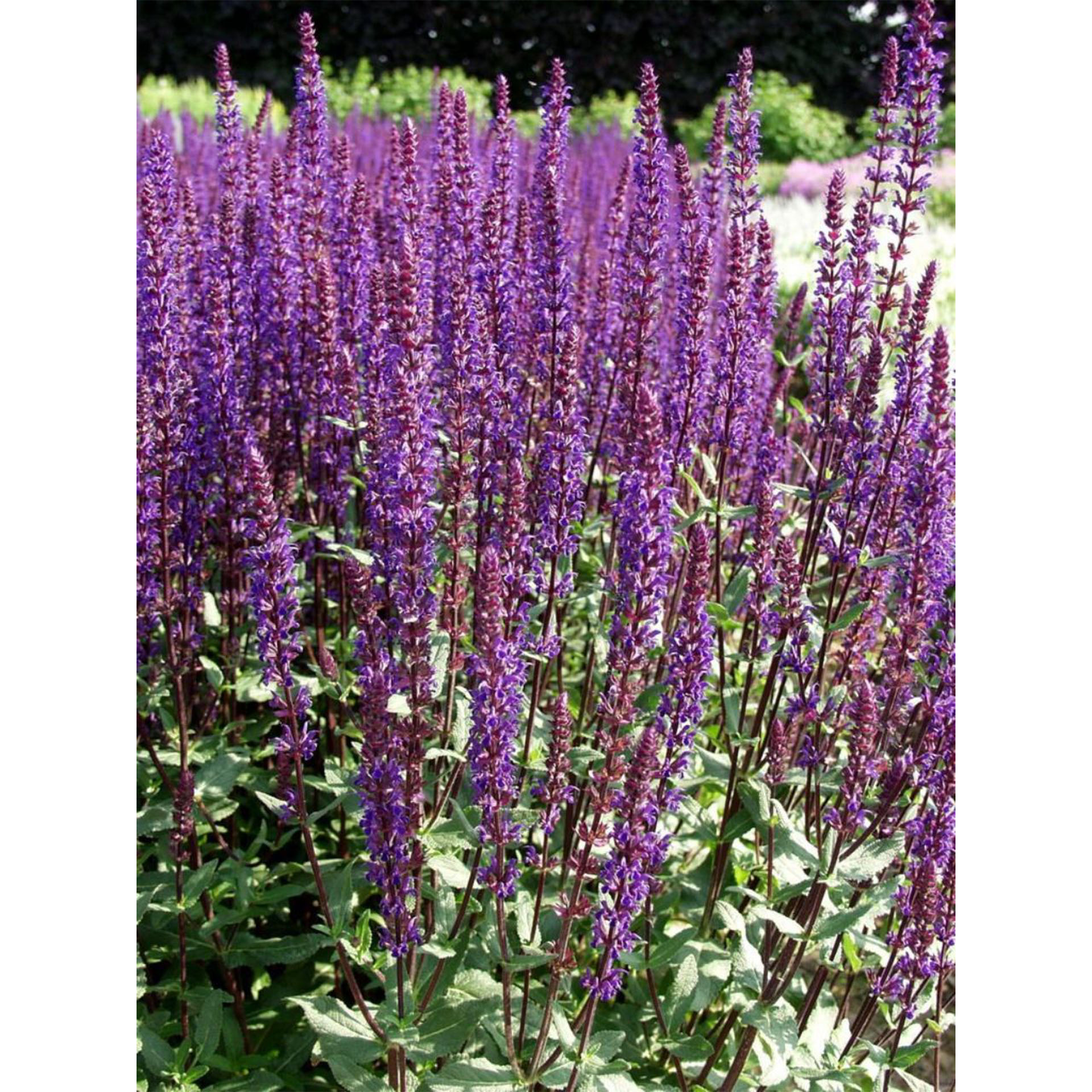 Blume, Pflanze, Lupine, Bewuchs, Purpur