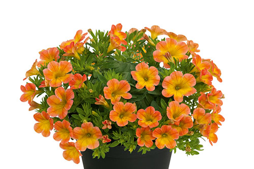 Zauberglöckchen - Calibrachoa 'Superbells Honey Peach, 12cm Topf Zauberglöckchen - Calibrachoa 'Superbells Honey Peach, 12cm Topf