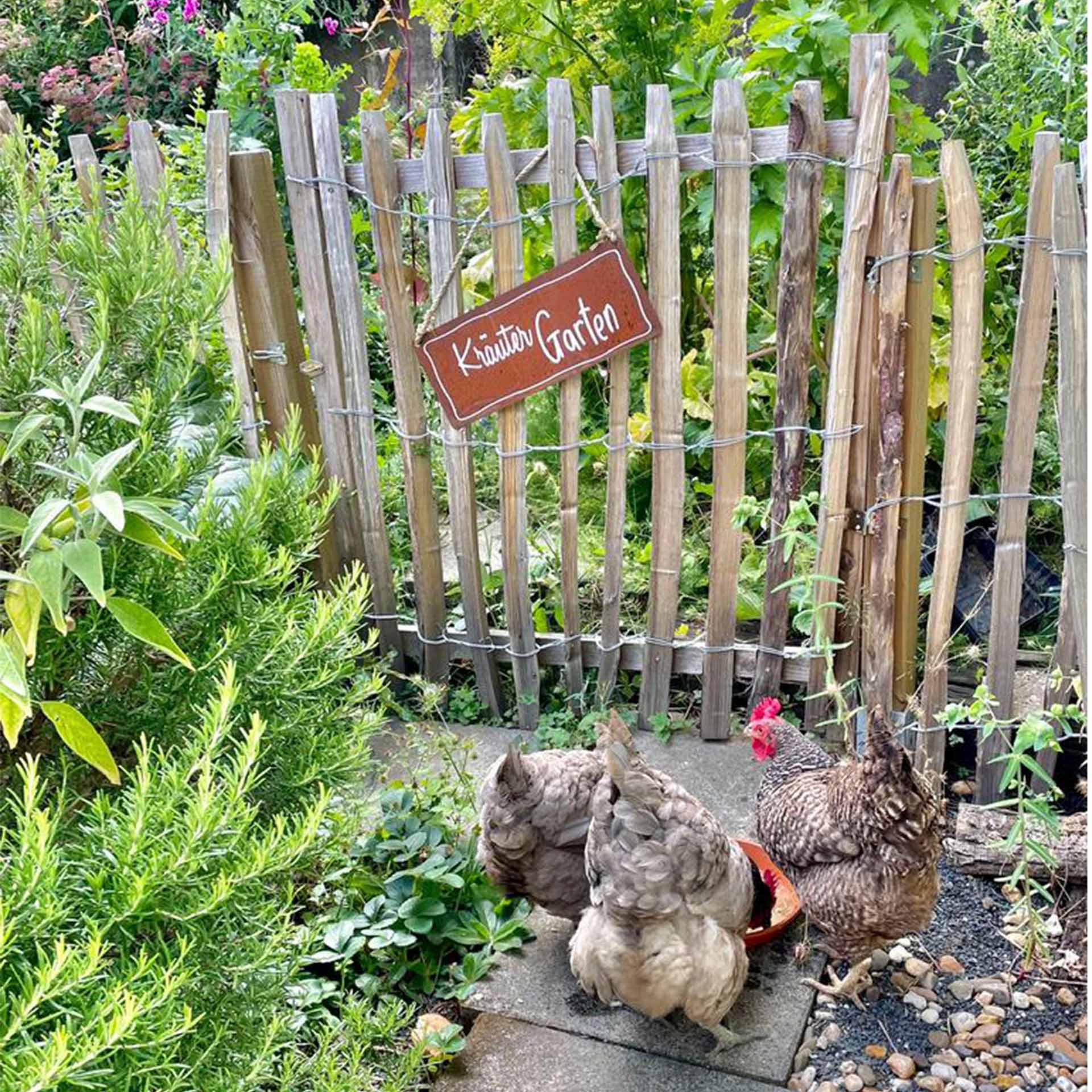 Staketenzaun als Hühnerzaun, gartenzaun, holzzaun, schilder, hühner, gartenbereich, Huhn, Hühnerstall, Garten, Kräuterbeet, Ziergarten, Gartenzäun, Holzzaun, Hühnerzaun, Hühner, Gartenschild, garten, hühner, kleiner garten, zaun, pflanzen