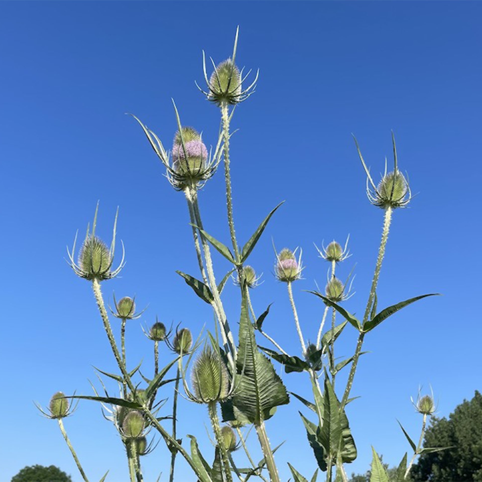 lange Stängel mit distelähnlichen Blütenköpfen Pflanze, Distel, Blume, Pflanze, Distel