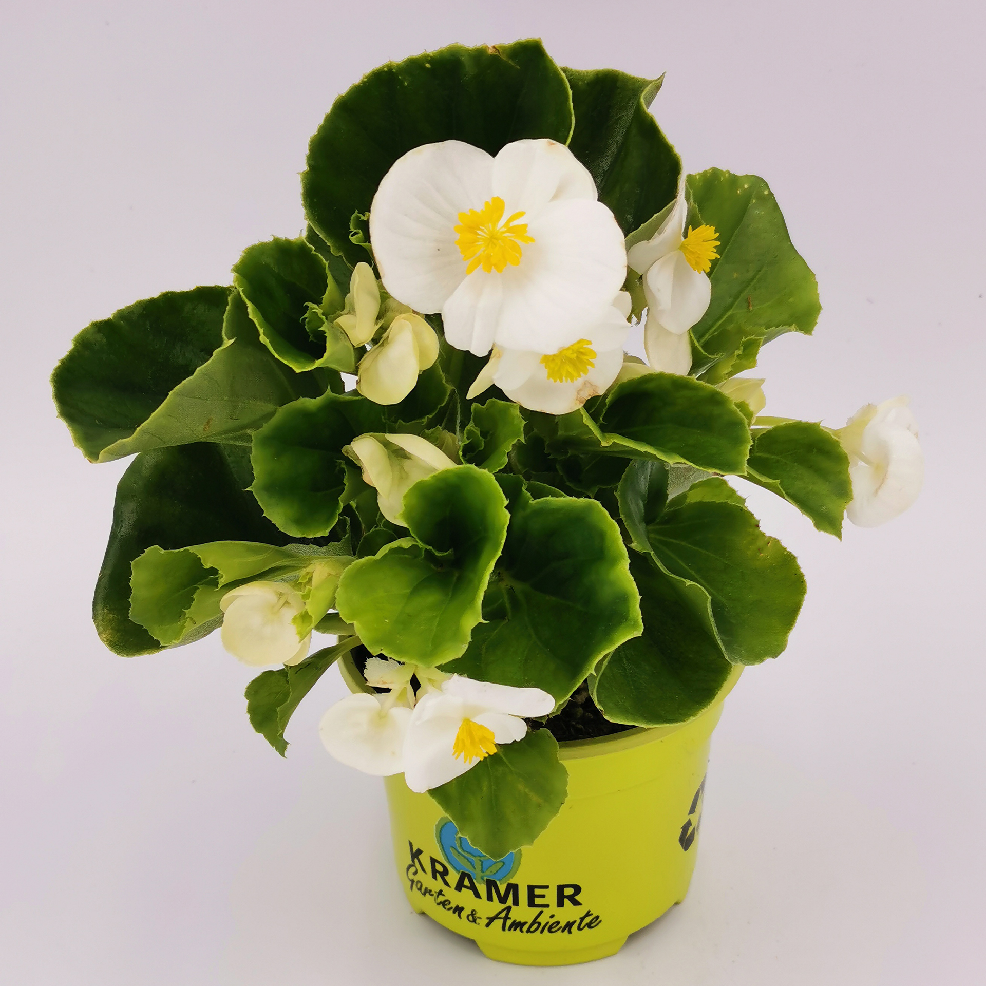 Eisbegonie - Begonia semperflorens 'Olympia White', 9cm Topf Eisbegonie - Begonia semperflorens 'Olympia White', 9cm Topf