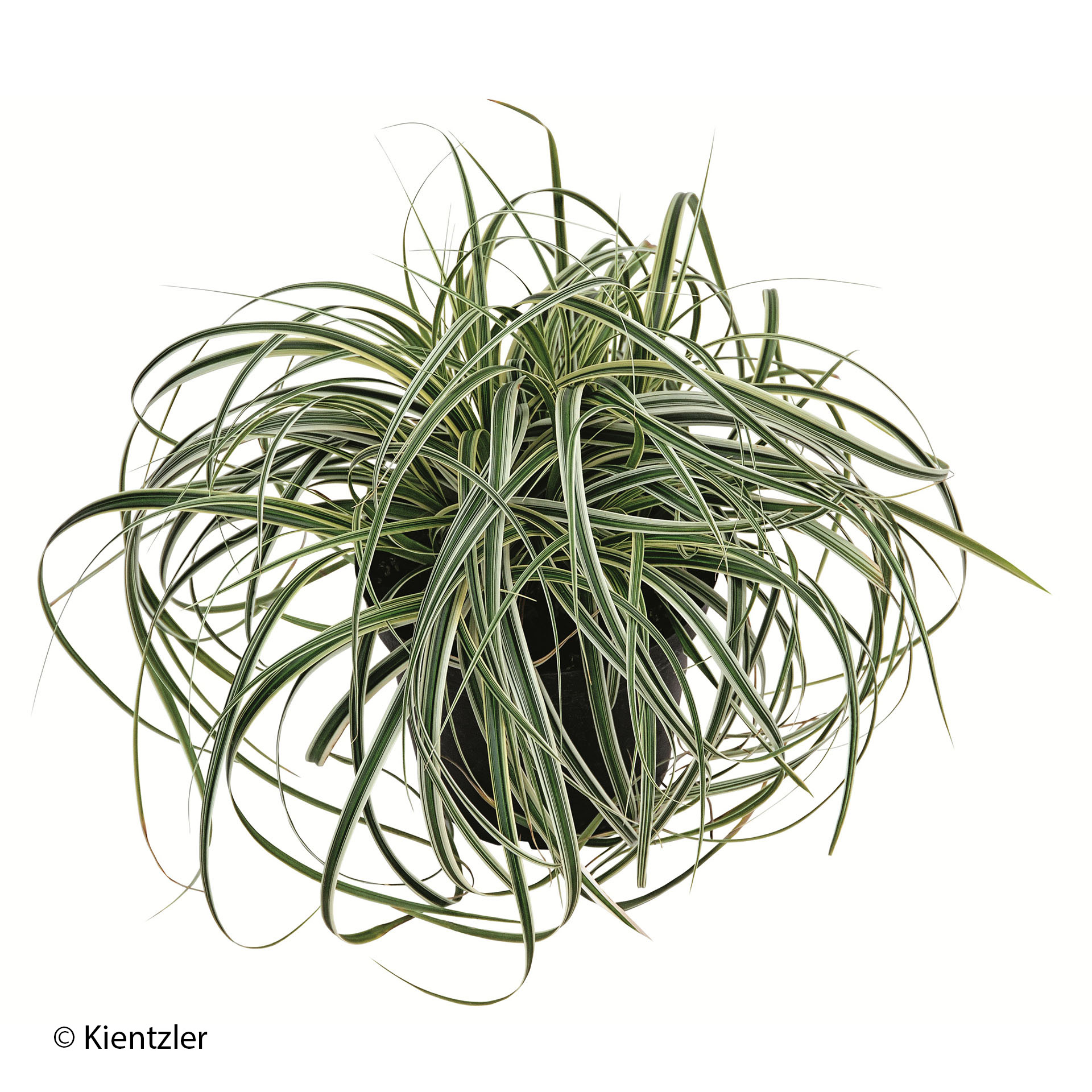 bogig gewachsene Segge im Topf, Pflanze, Pflanze im Topf, Pflanzgefäß, Töpferei, Bewuchs, Pflanze, Pflanze im Topf, Vegetation, Pflanzgefäß, Töpferei