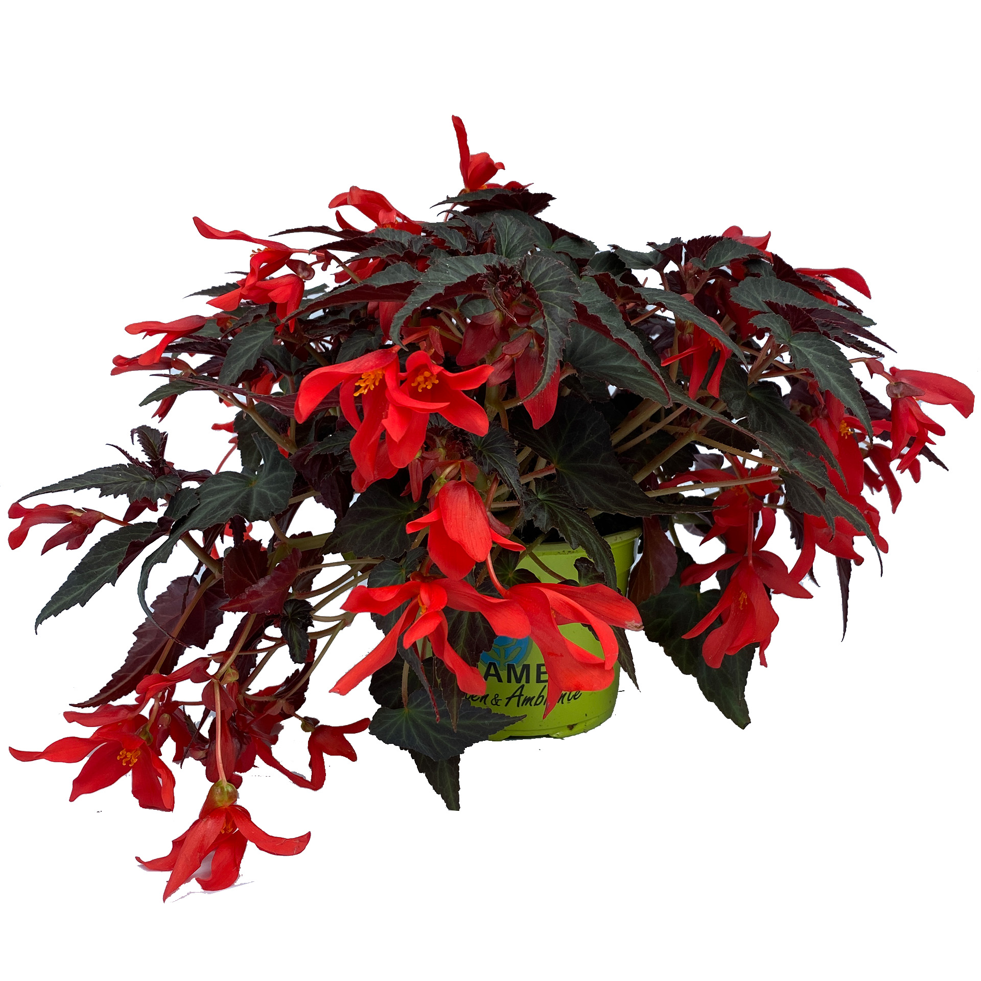 Hängebegonie Summerwings Dark Elegance rot blühende Begonie Dark Elegance im Pflanztopf
