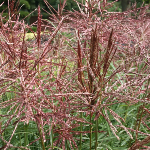Chinaschilf - Miscanthus sinensis 'Ferner Osten'