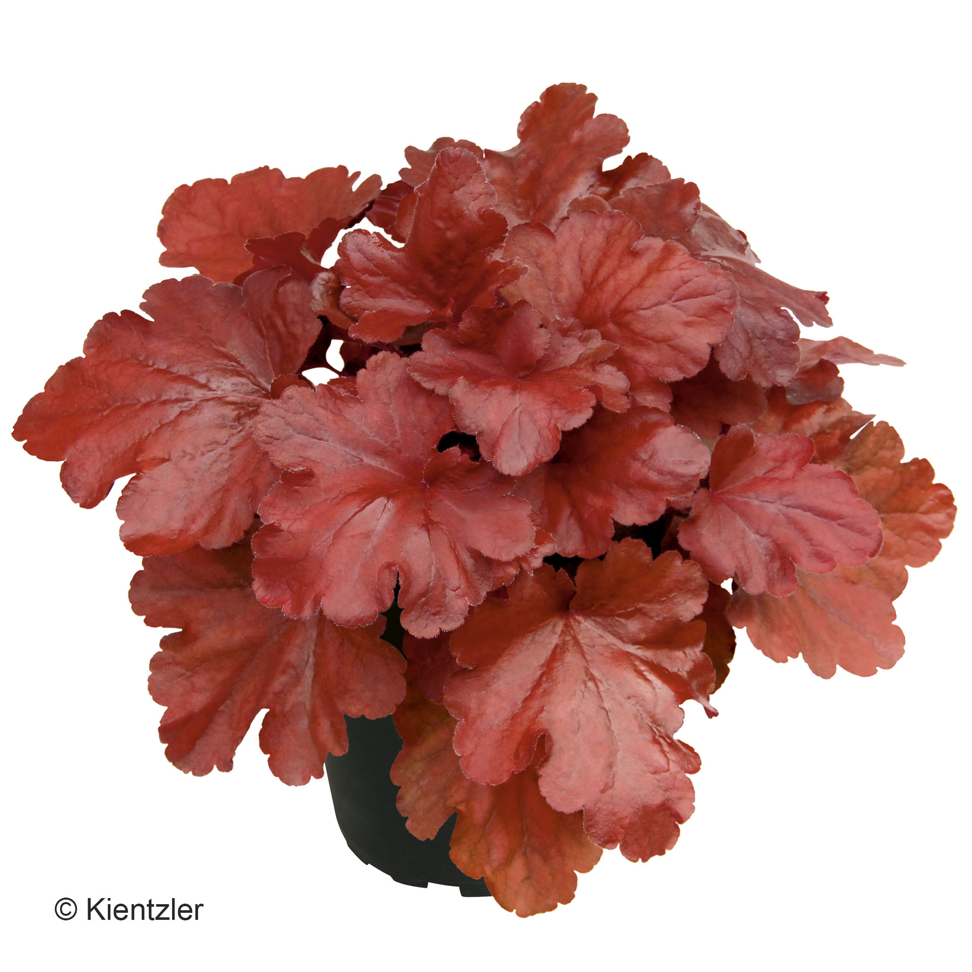 Heuchera, Rote Blätter, Topfpflanze, Zierpflanze, Külturbolor