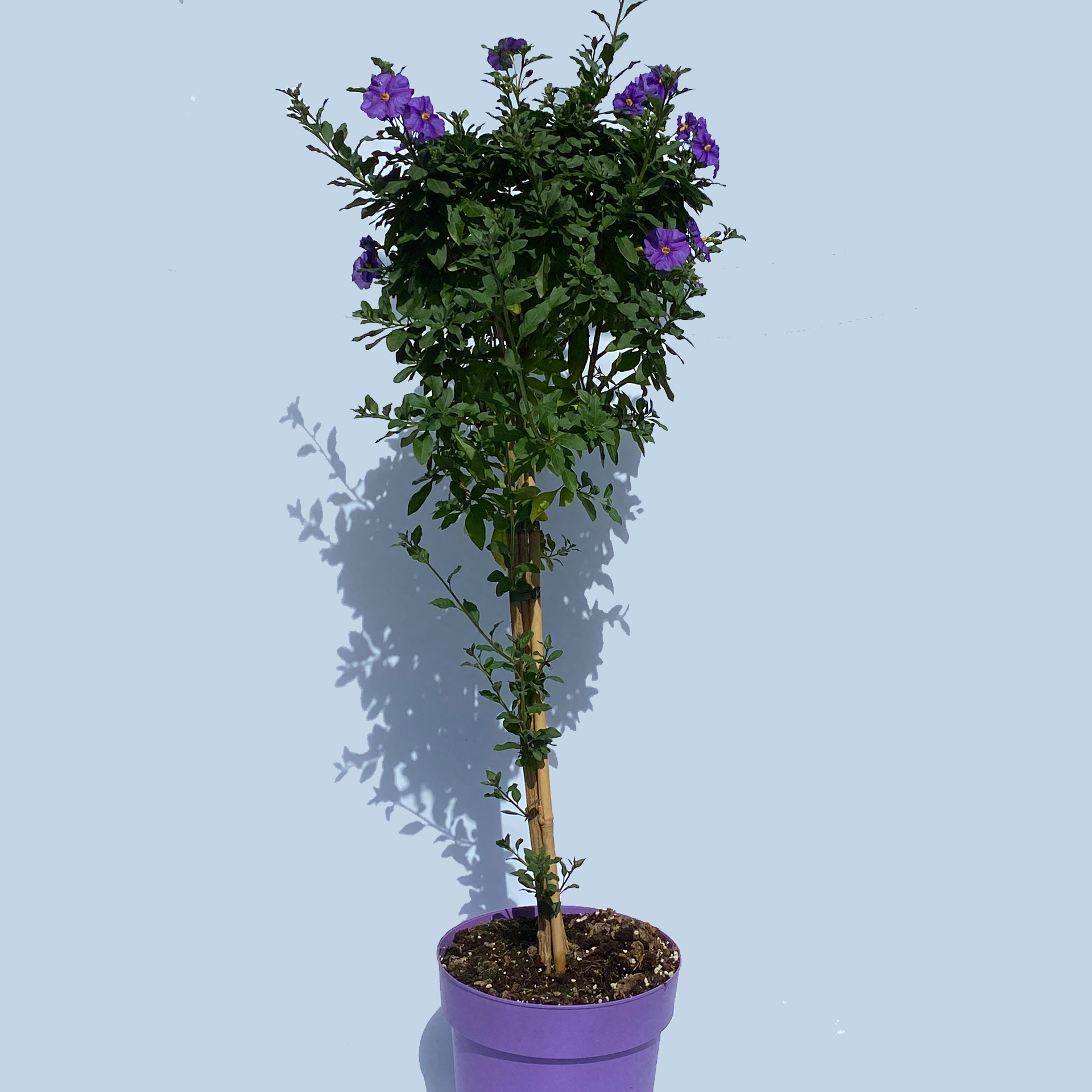 Enzian Stamm - Solanum rantonnetii blau, 21cm Topf Enzian Stamm - Solanum rantonnetii blau, 21cm Topf