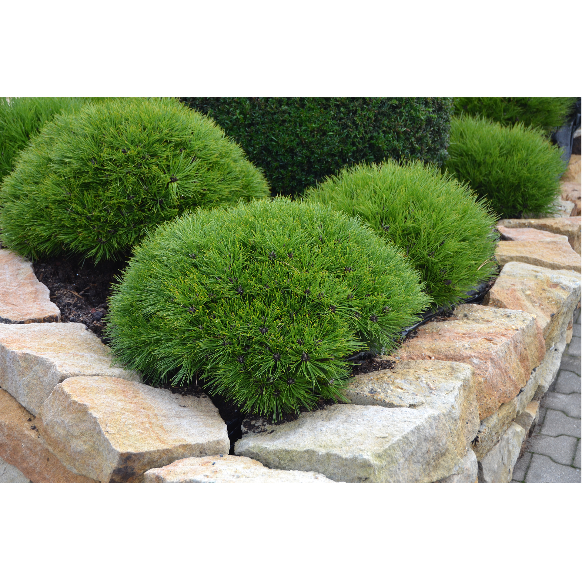 Schwarzkiefer Marie Bregeon-2 Schwarzkiefer Marie Bregeon Konifere immergrün Kübel Steingarten