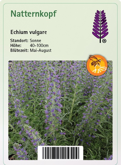 Pflanzstecker, kurze beschreibung,blühend, Blume, Pflanze, Purpur, Lavendel