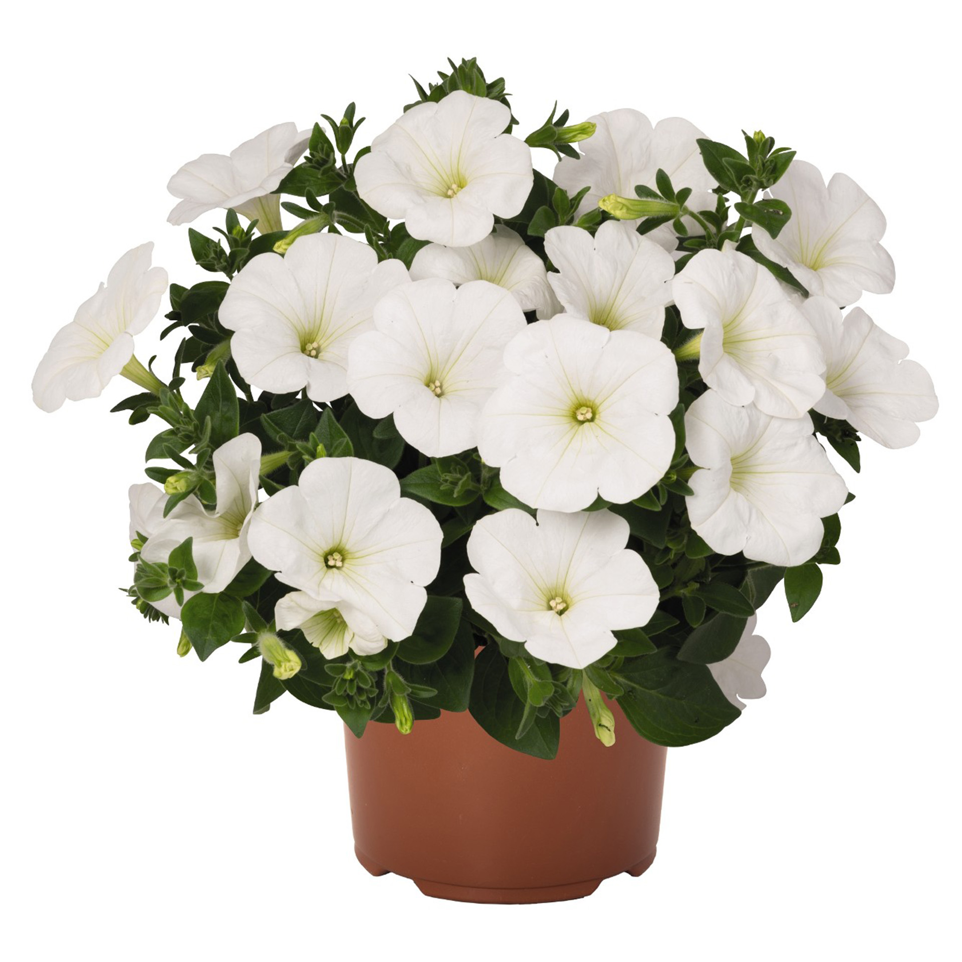 Petunie Sweetunia White weiß blühende Petunie Sweetunia White im Pflanztopf