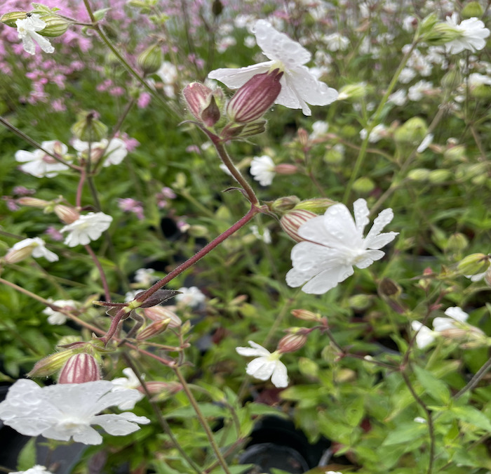 Blume, weiße Blüte, Gartenpflanze, Filigrane Blüten, Wiesenblume