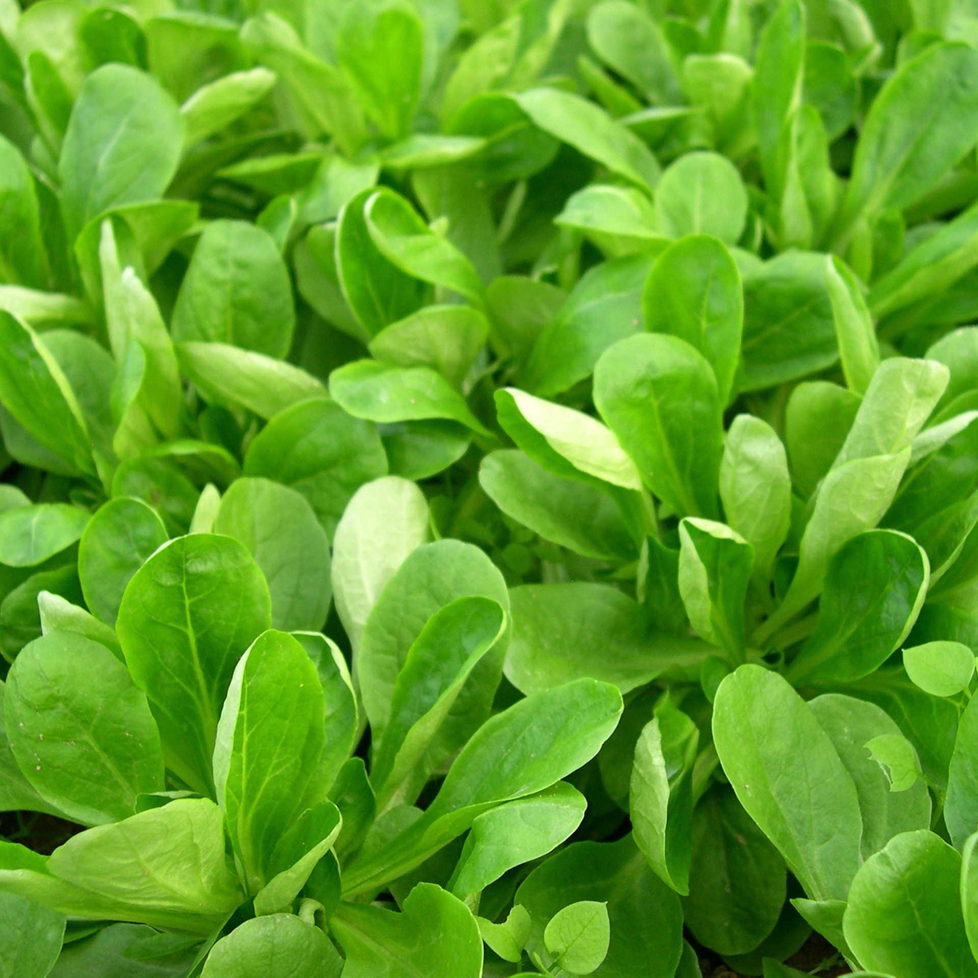 Feldsalat Imagefoto Feldsalat Imagefoto