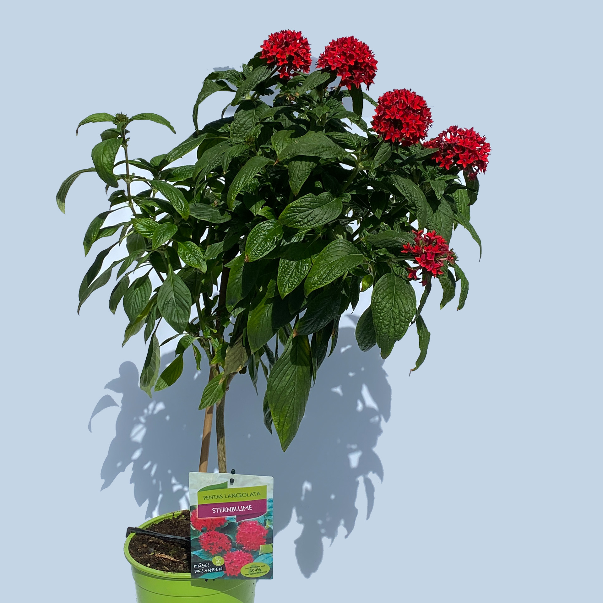 Sternblume Stamm - Pentas lanceolata, 19cm Topf Sternblume Stamm - Pentas lanceolata, 19cm Topf